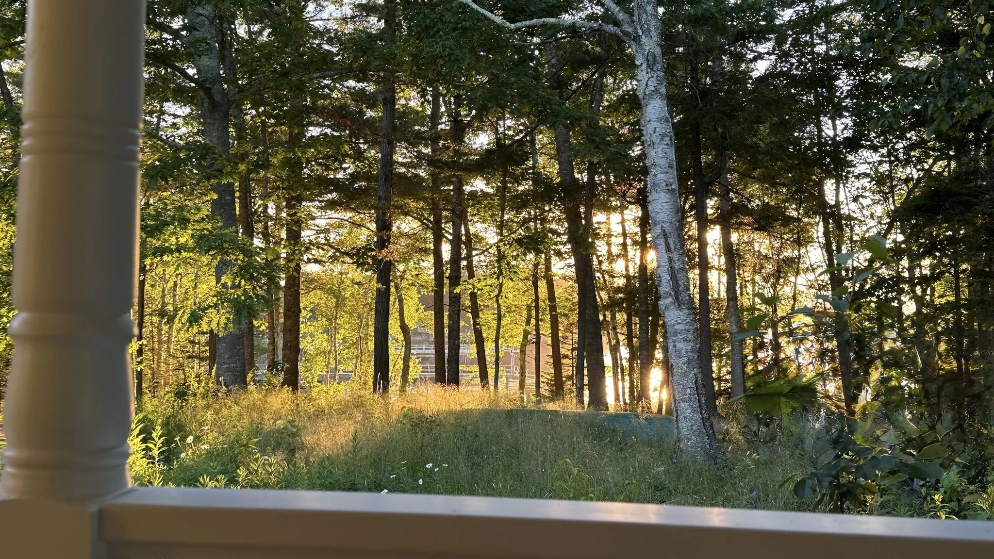 Sunlight shining through tall trees in a forest seen from a window with a white frame in the foreground.