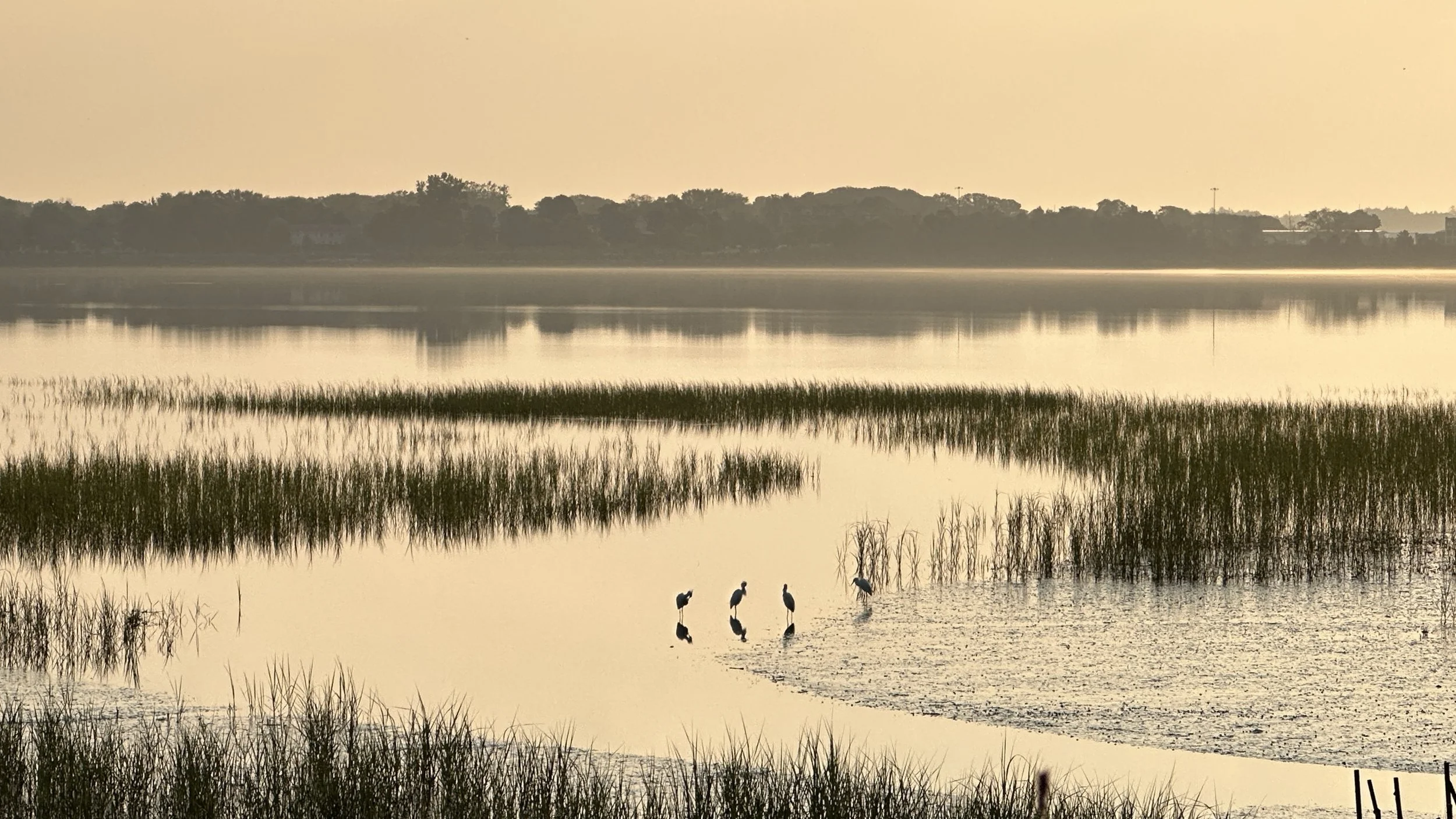 Snowy egrets on Back Cove at sunrise, Portland, Maine