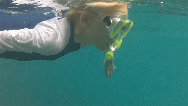 Snorkeling.GIF