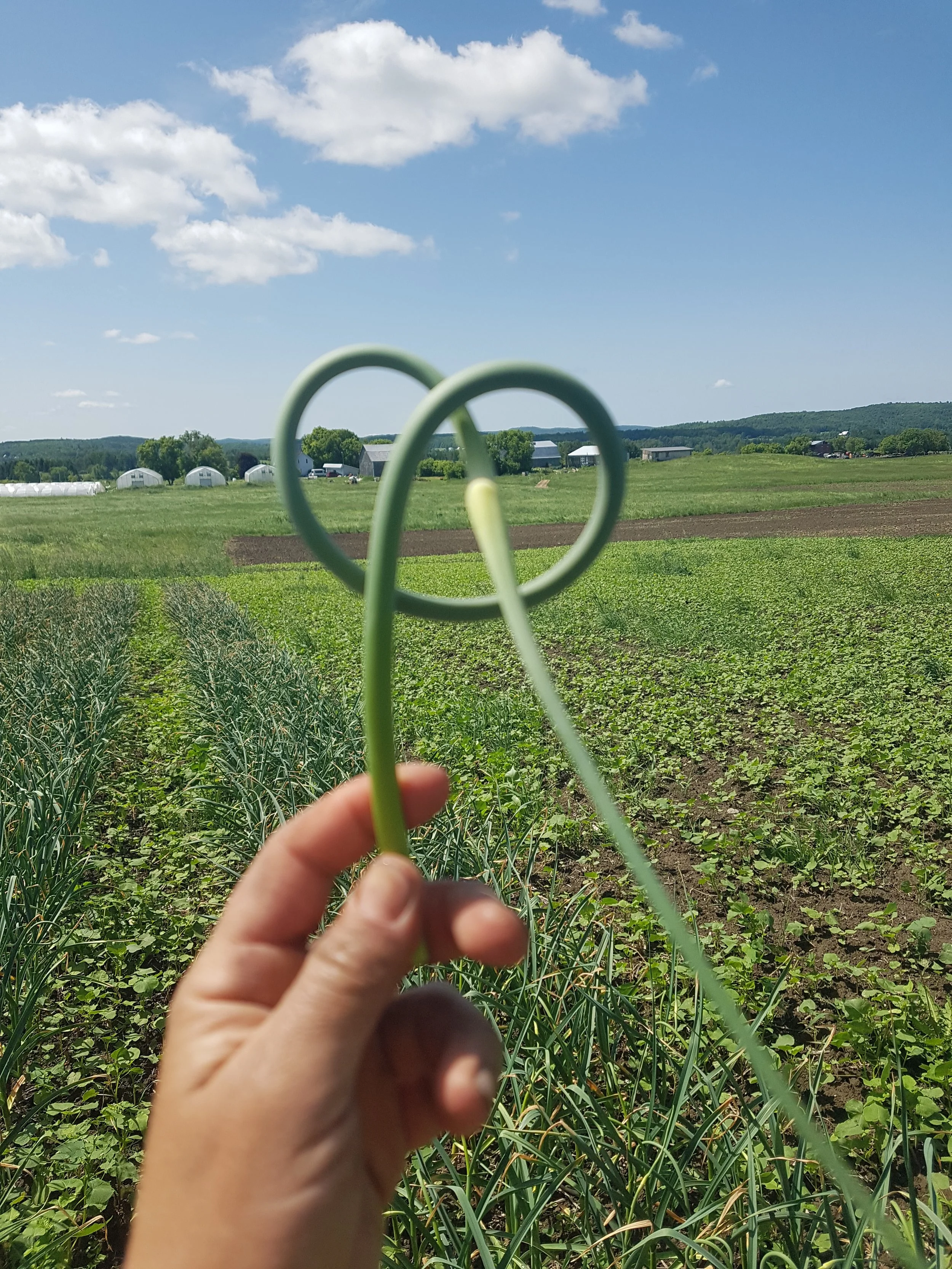 Meet & Greet (& Garlic Scapes)
