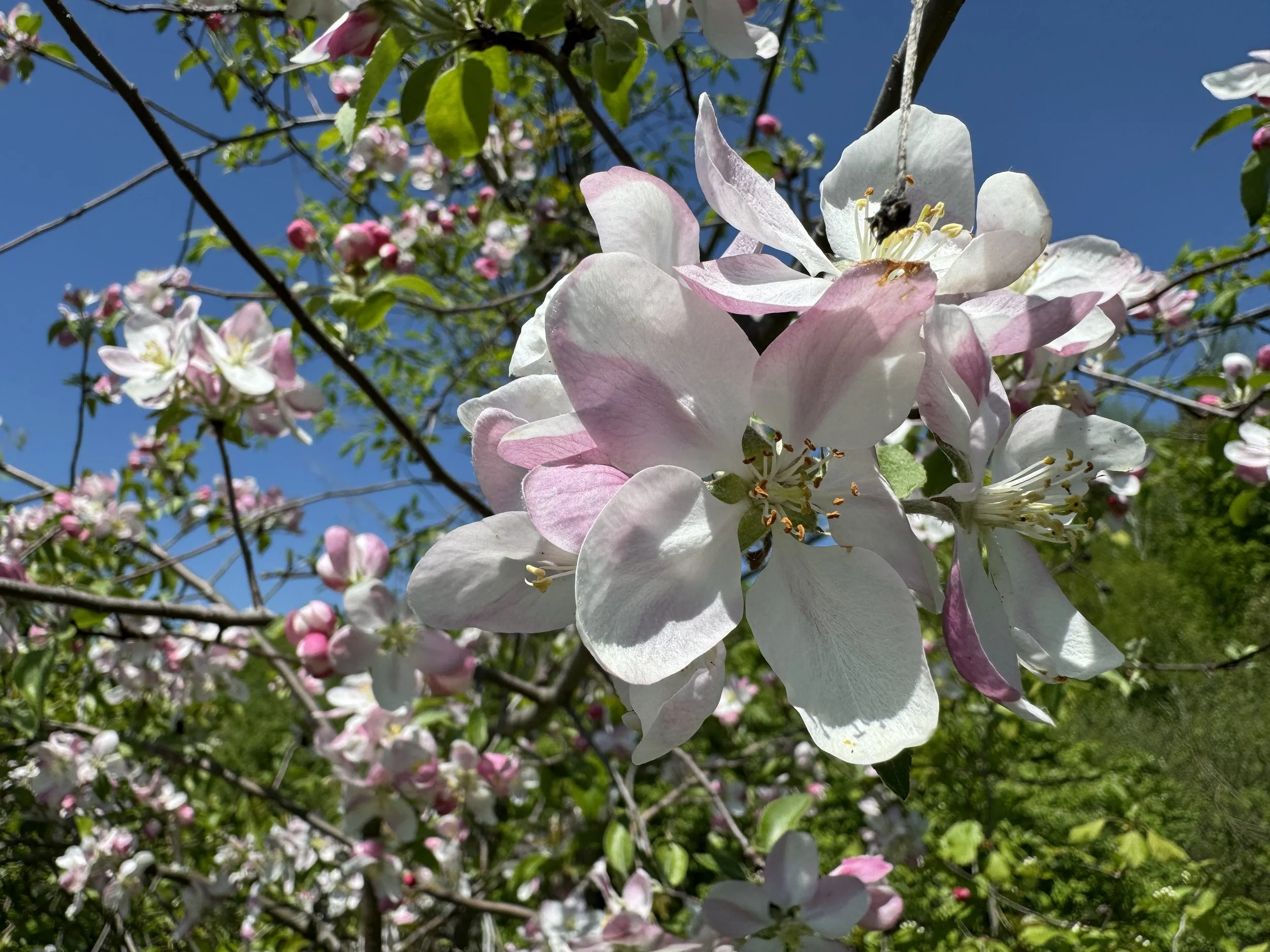Orchard care volunteer day