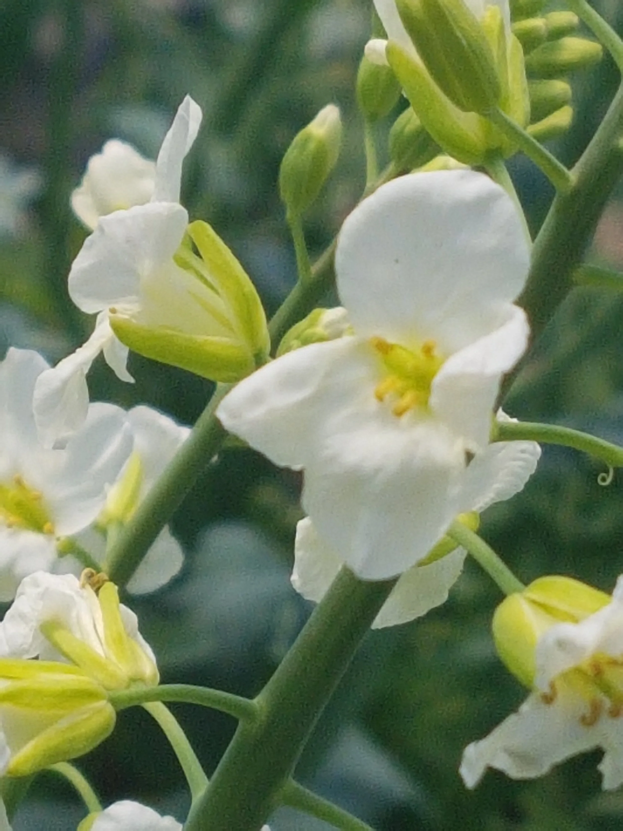 Spring variety show & seedling sale