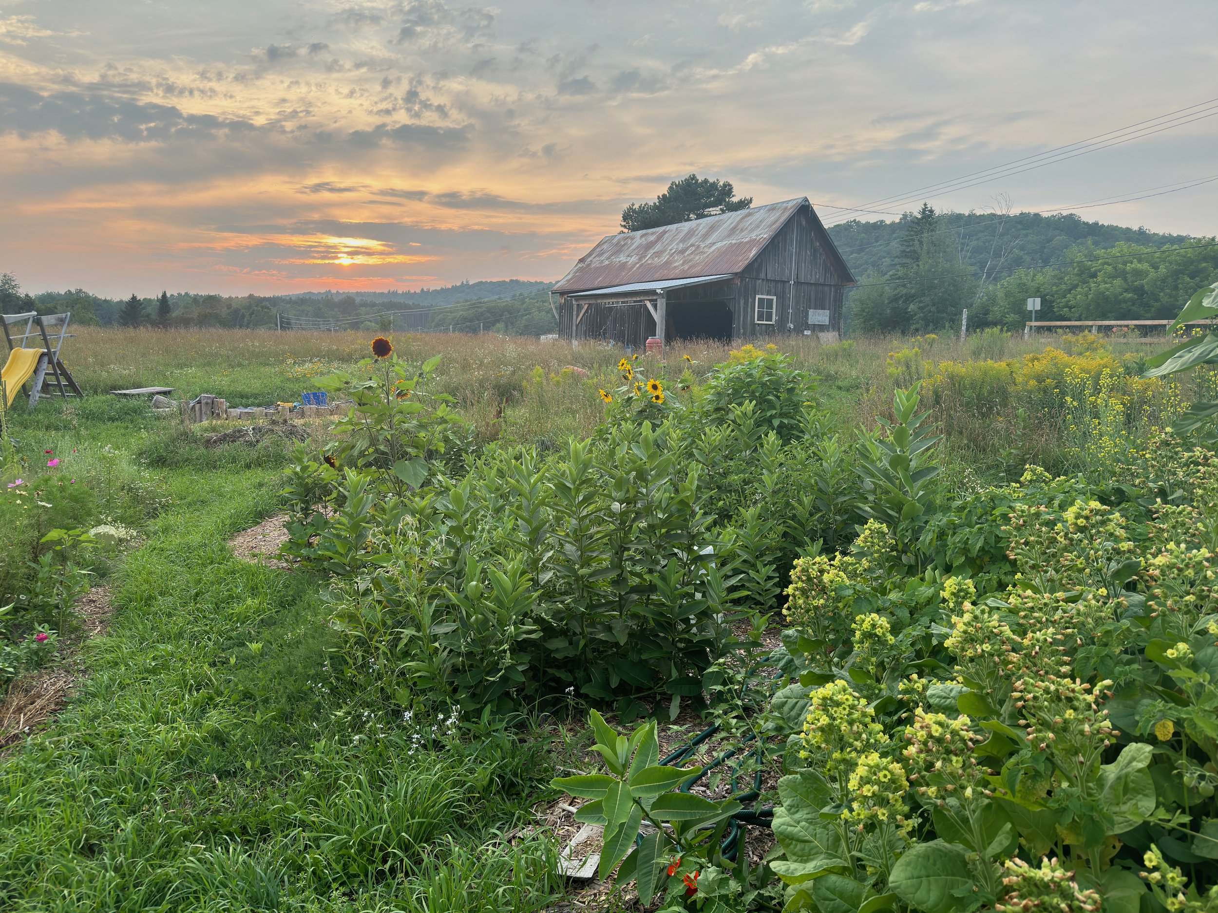 Meet &amp; Greet (&amp; Community garden!)
