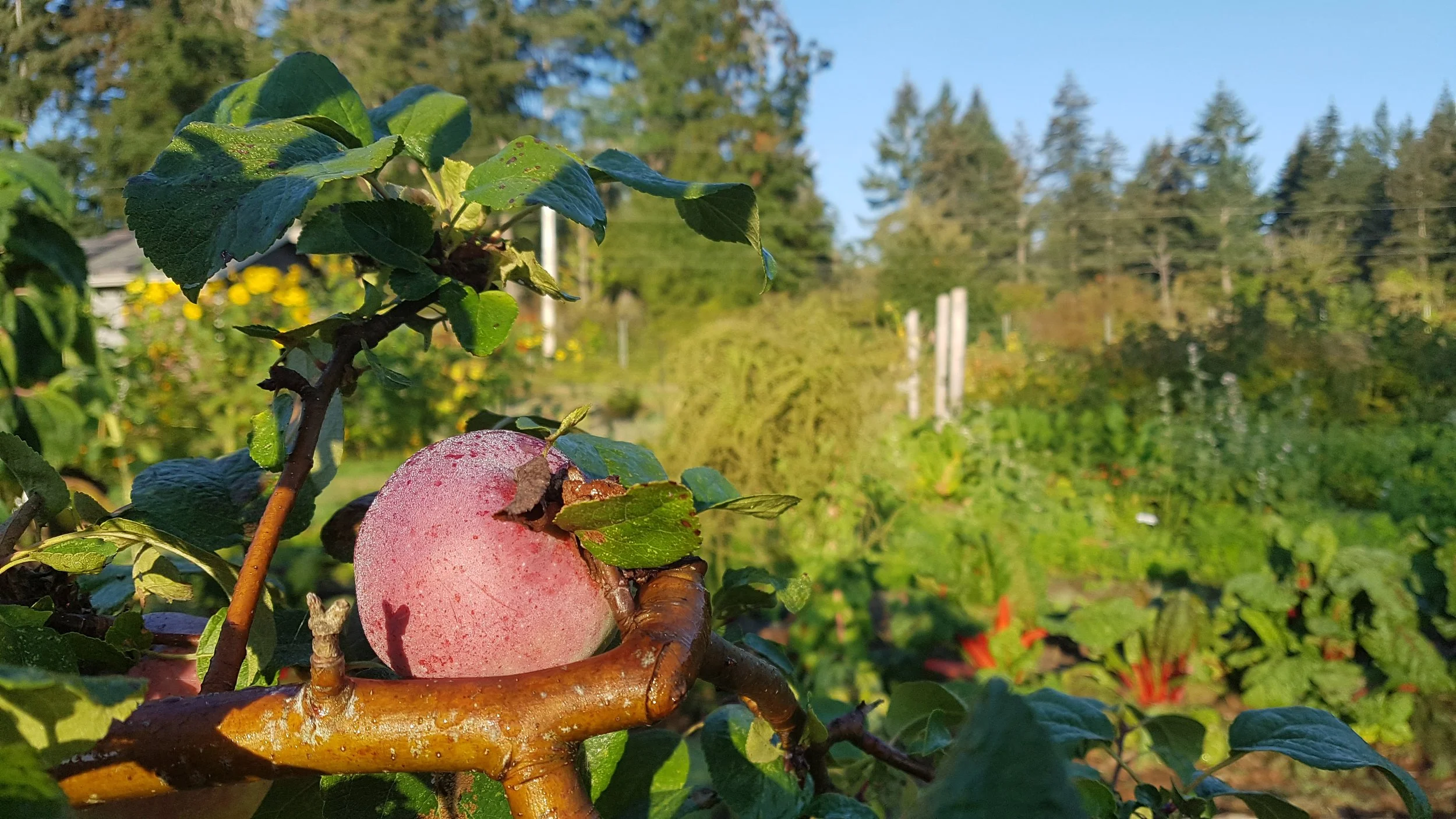 Apple picking volunteer session
