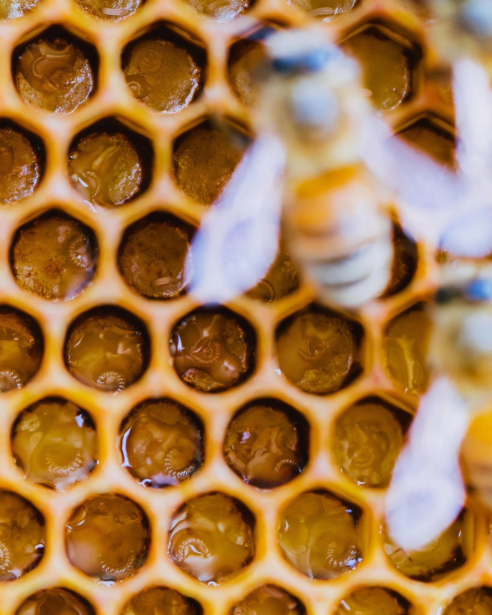 Three people inspecting a beehive frame covered with bees outdoors. One person is holding the frame, another is pointing with a tool, and the third is observing. There is a hive box in the background.