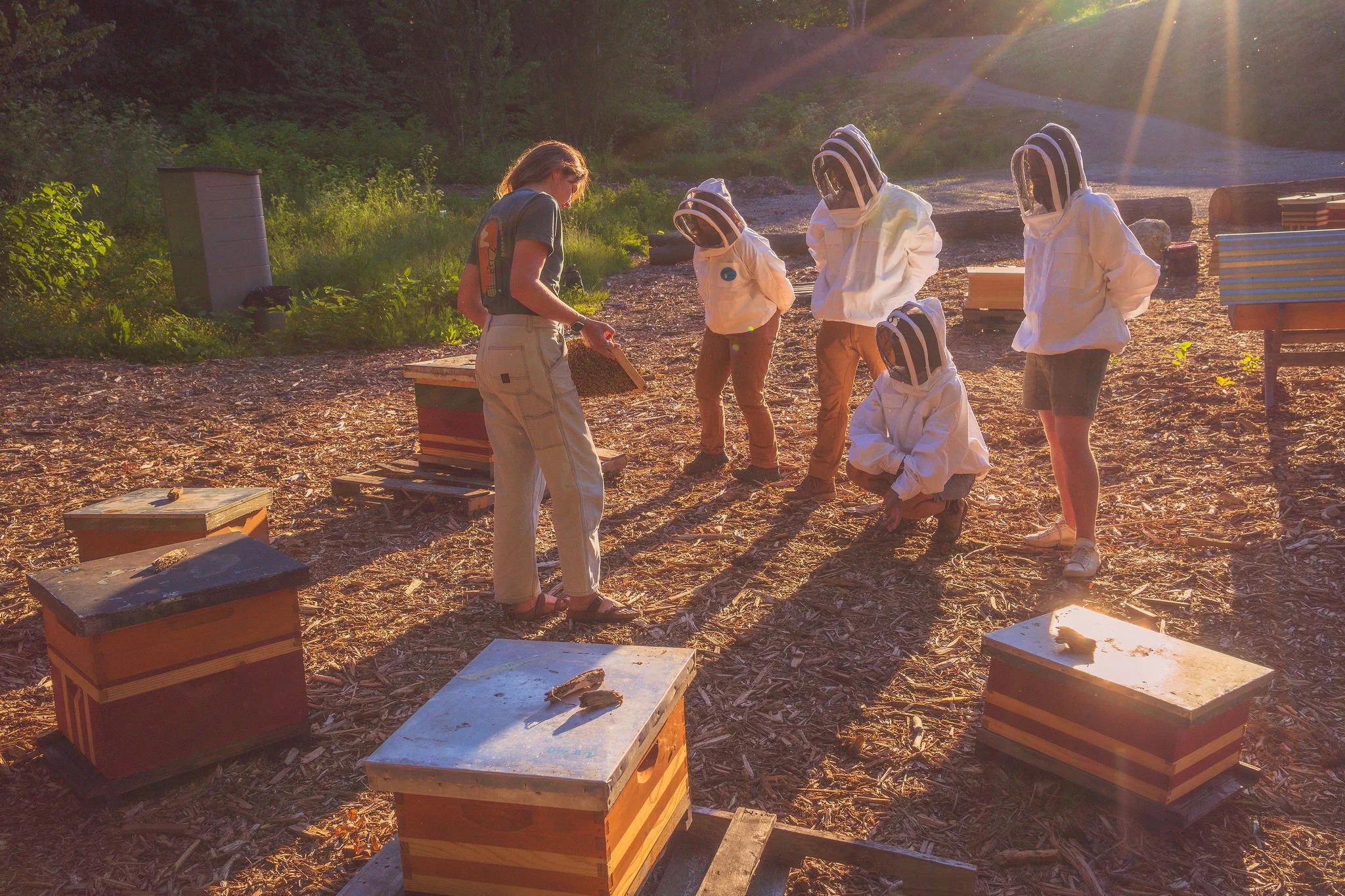 Person holding a beehive frame covered with bees