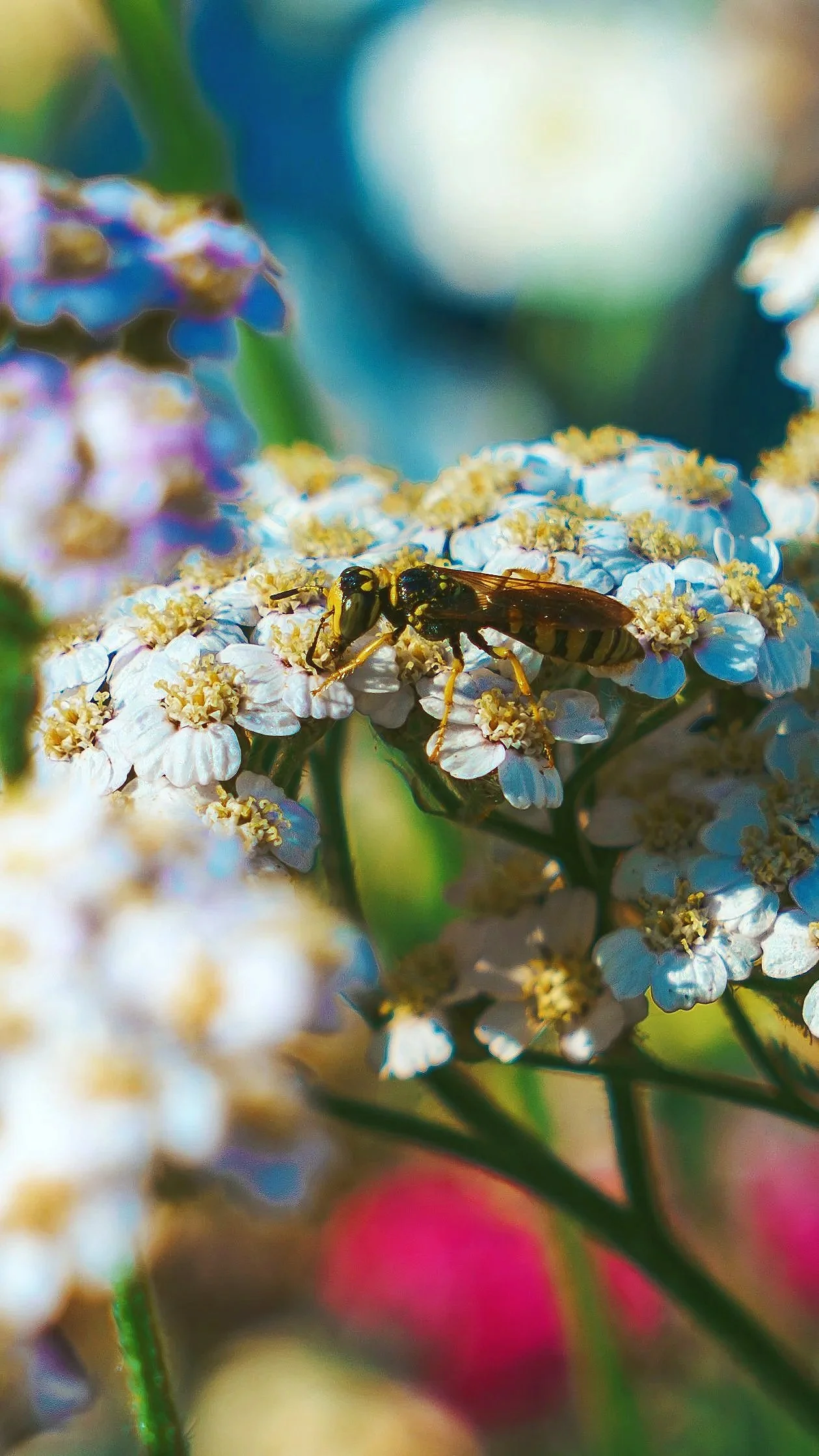 Close-up of a wild pollinator on white wildflowers