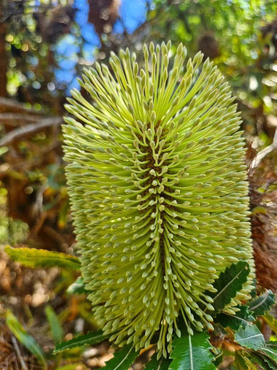 💛 BANKISA integrifolia 💛

Banksias would have to be up there with one of my favourite Aussie native blooms..
Their textures, shape, uses and importance for nectar feeders, make them a super star companion for the land.
💛
It's one of my favourite f