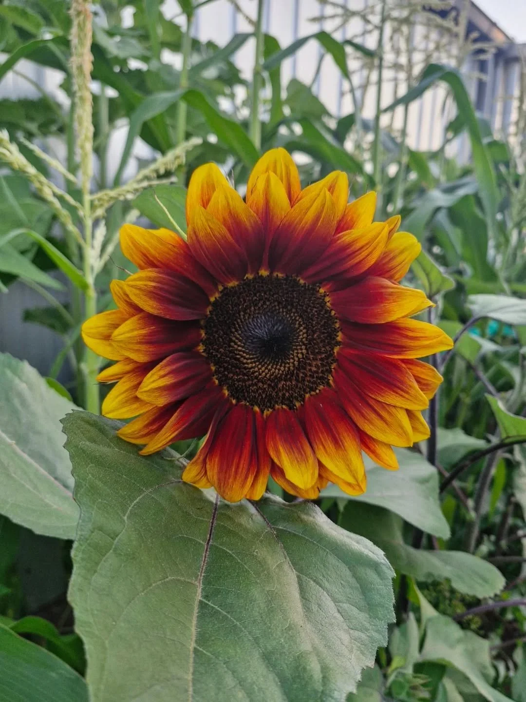🌻 ABUNDANCE 🌻

Just a sweet snap of the delight unfolding in the garden currently...
::
Endless moments of adoration.
::
Smoke Medicine &amp; Plant Spirit Potions in the making. 
💛

#smokemedicine #animism #druidry #protectcountry #earthbasedwisdo