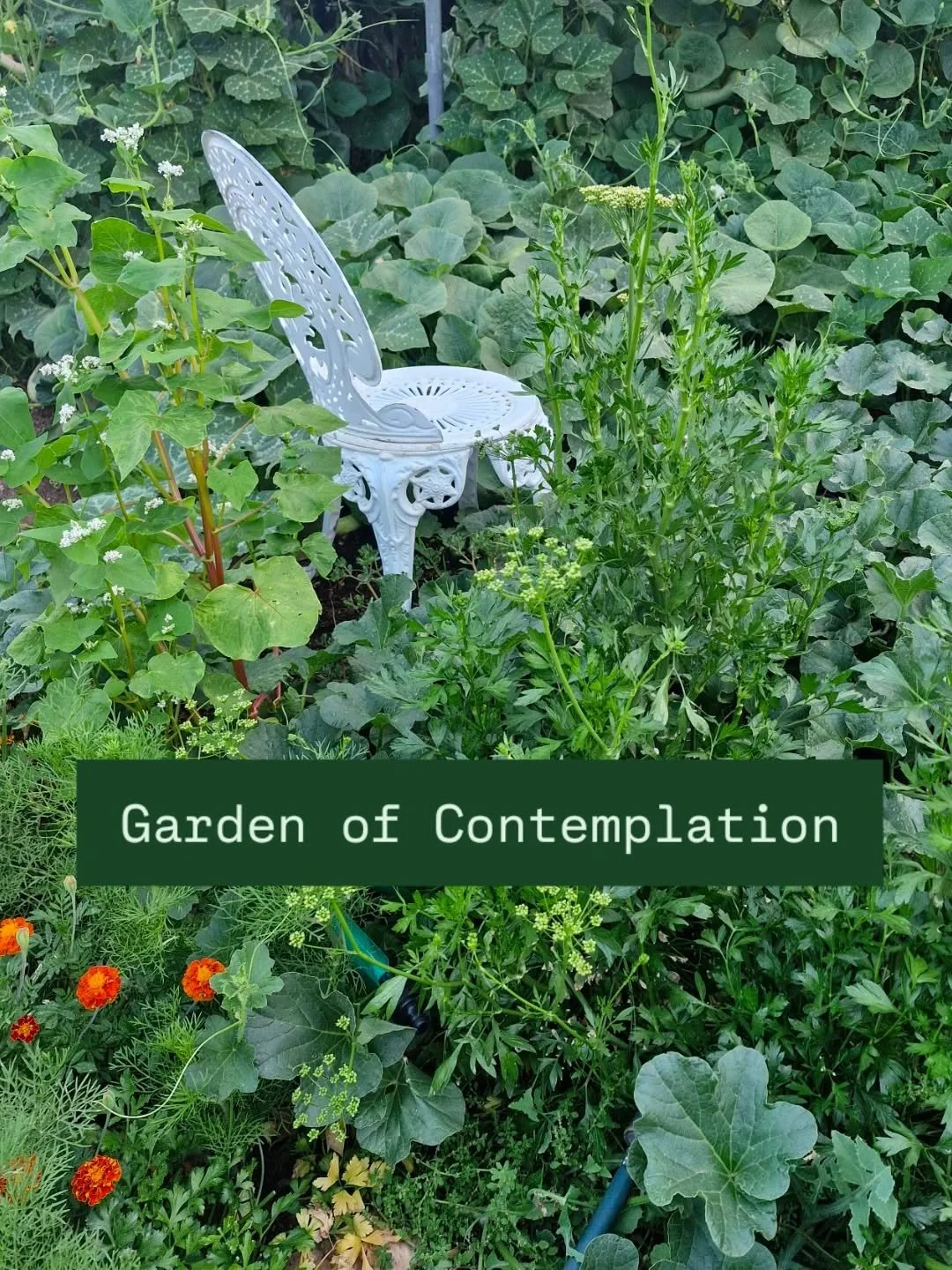 🌿
My patch of gourds and Earthly delights..
Soon the gourds will be ready for harvest and the soil will be bare, ready for the winter crops.
🌿
I have spent a lot of time on this chair, watching vines grow
&amp;
Bees tending to the nocturnal blooms.