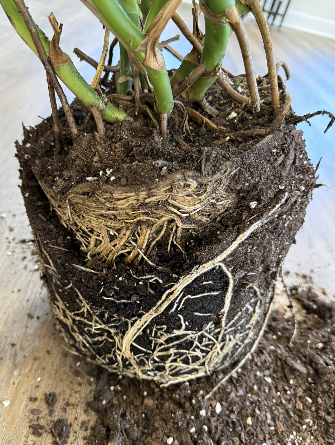 Houseplant Workshop: Roots & Repotting