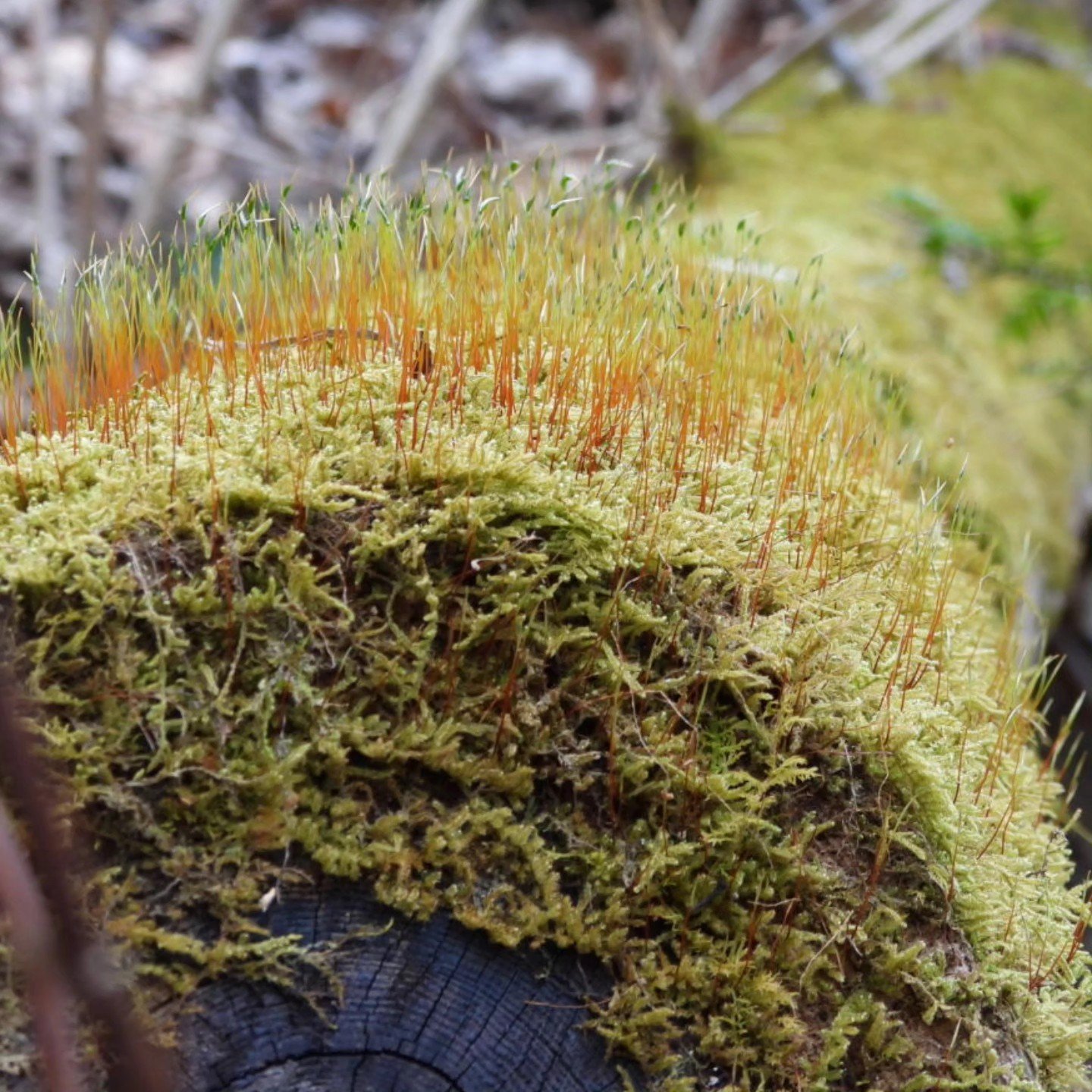 The world has so many wonders to see,
Mystical stone circles and giant redwood trees.
And in our own backyard, tiny little wonders abound,
Hidden in plain sight, they're magical when found.