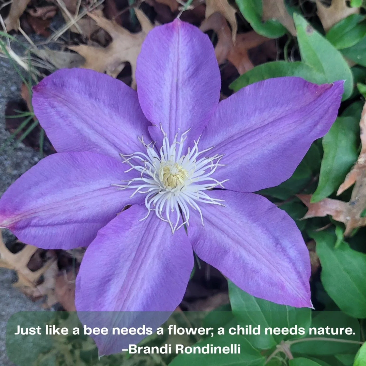 #tinkergarten #natureschool #outdooreducation #thenaturebus