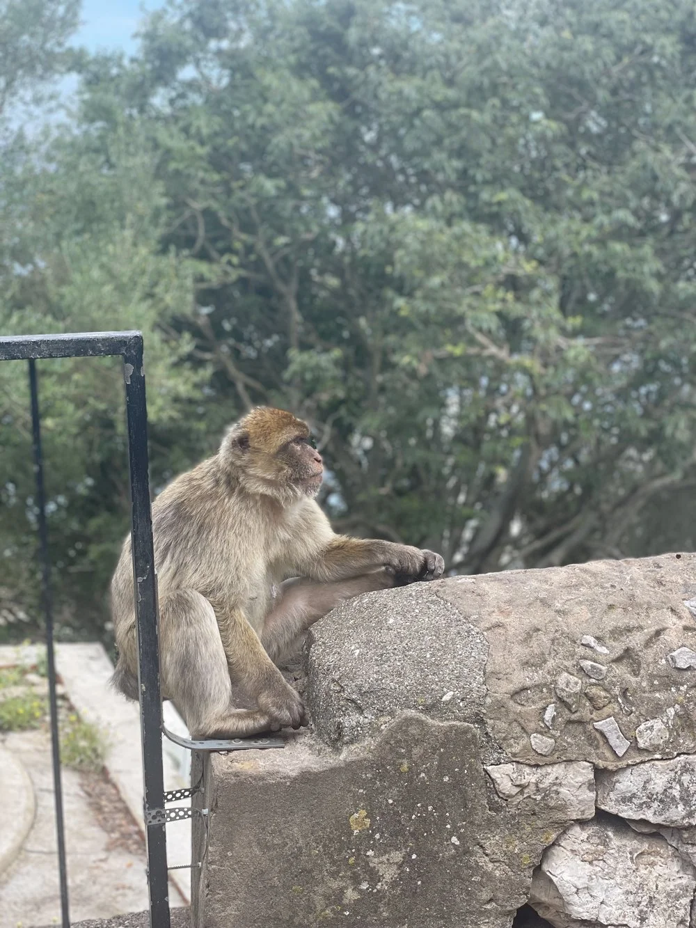 gibraltar monkey
