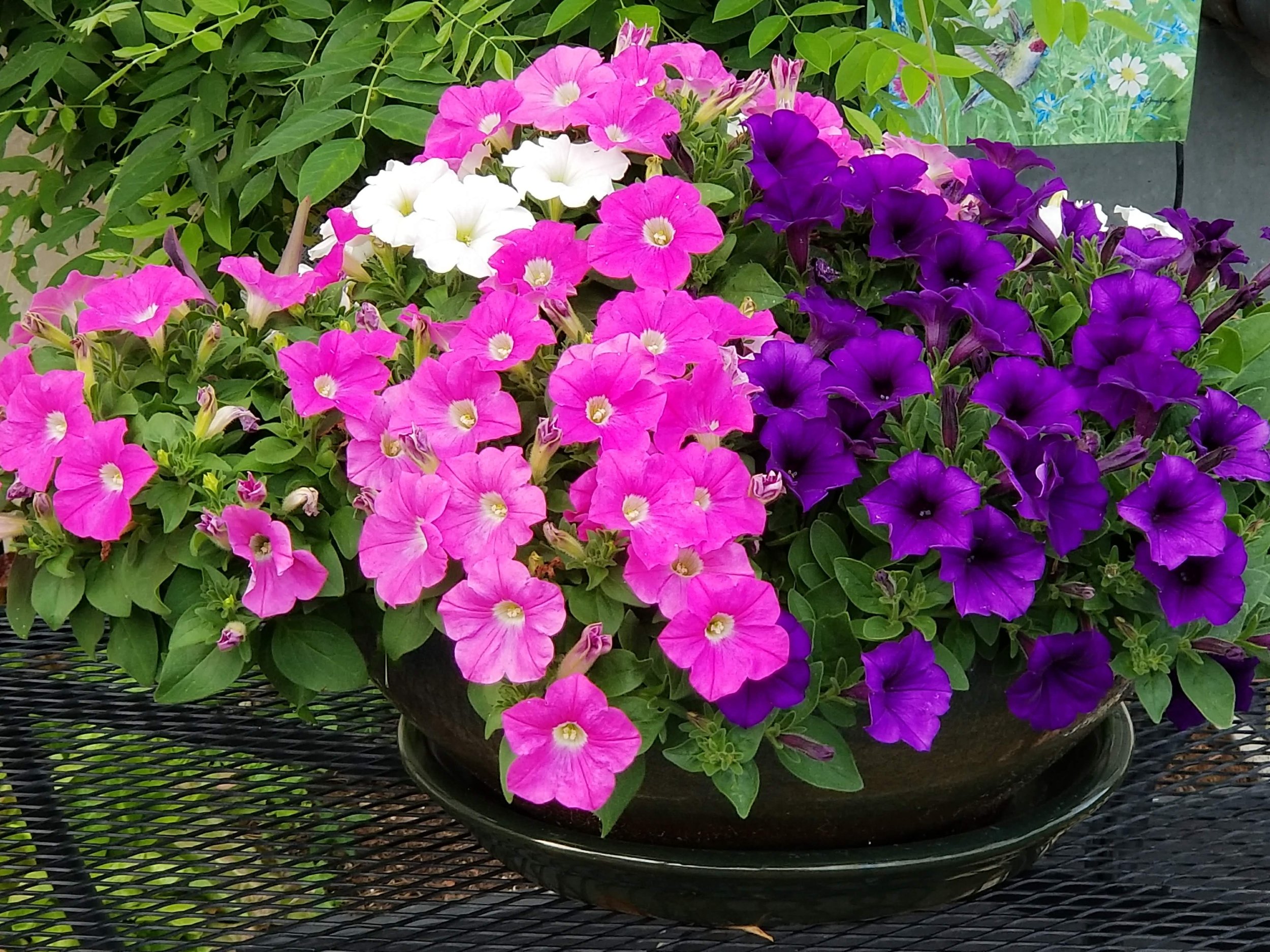 20180604_175609.jpg