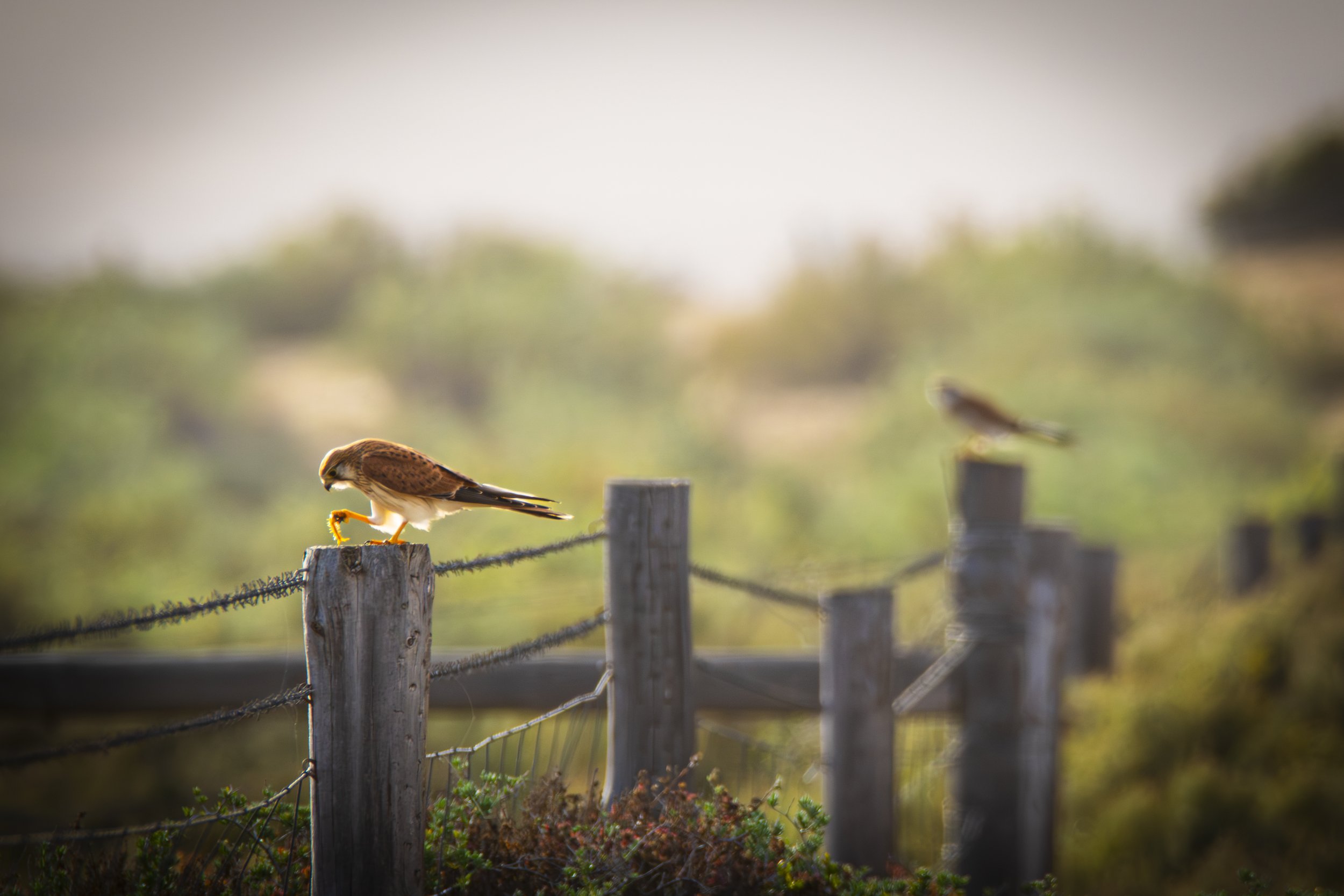 Kestrel Fence 30"x20"