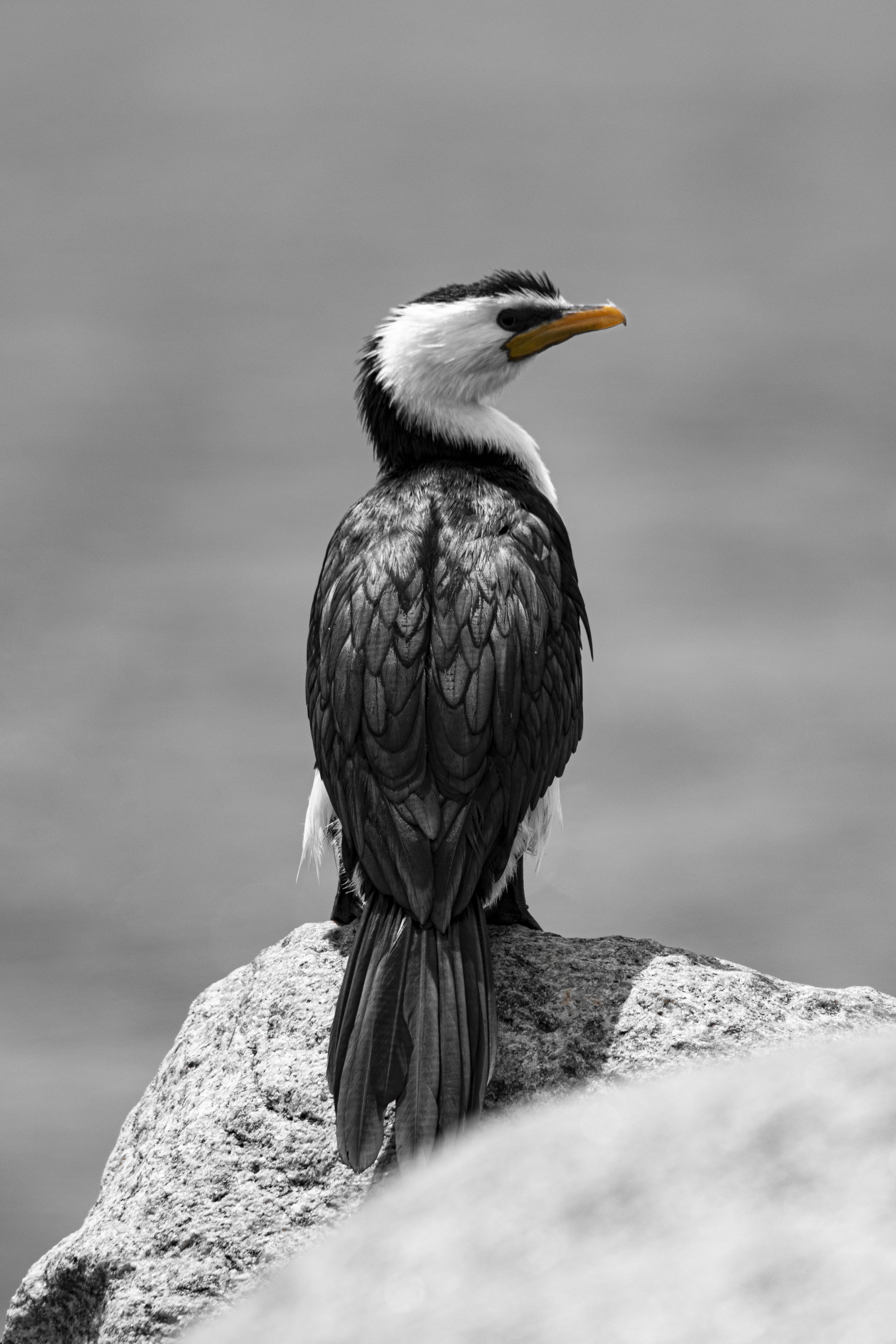 B/W Cormorant Acrylic 40x60cm