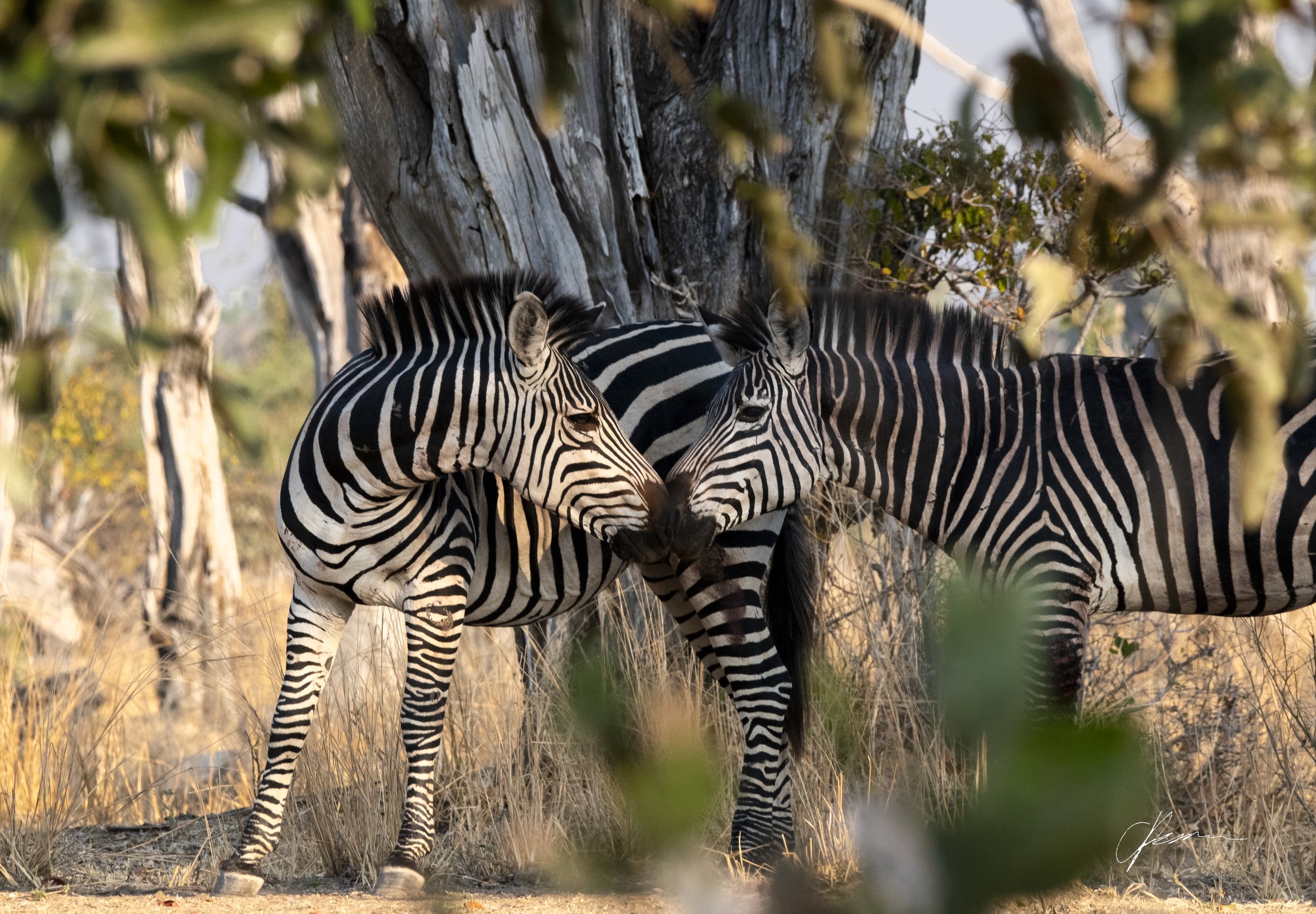 Kissing Zebras A2