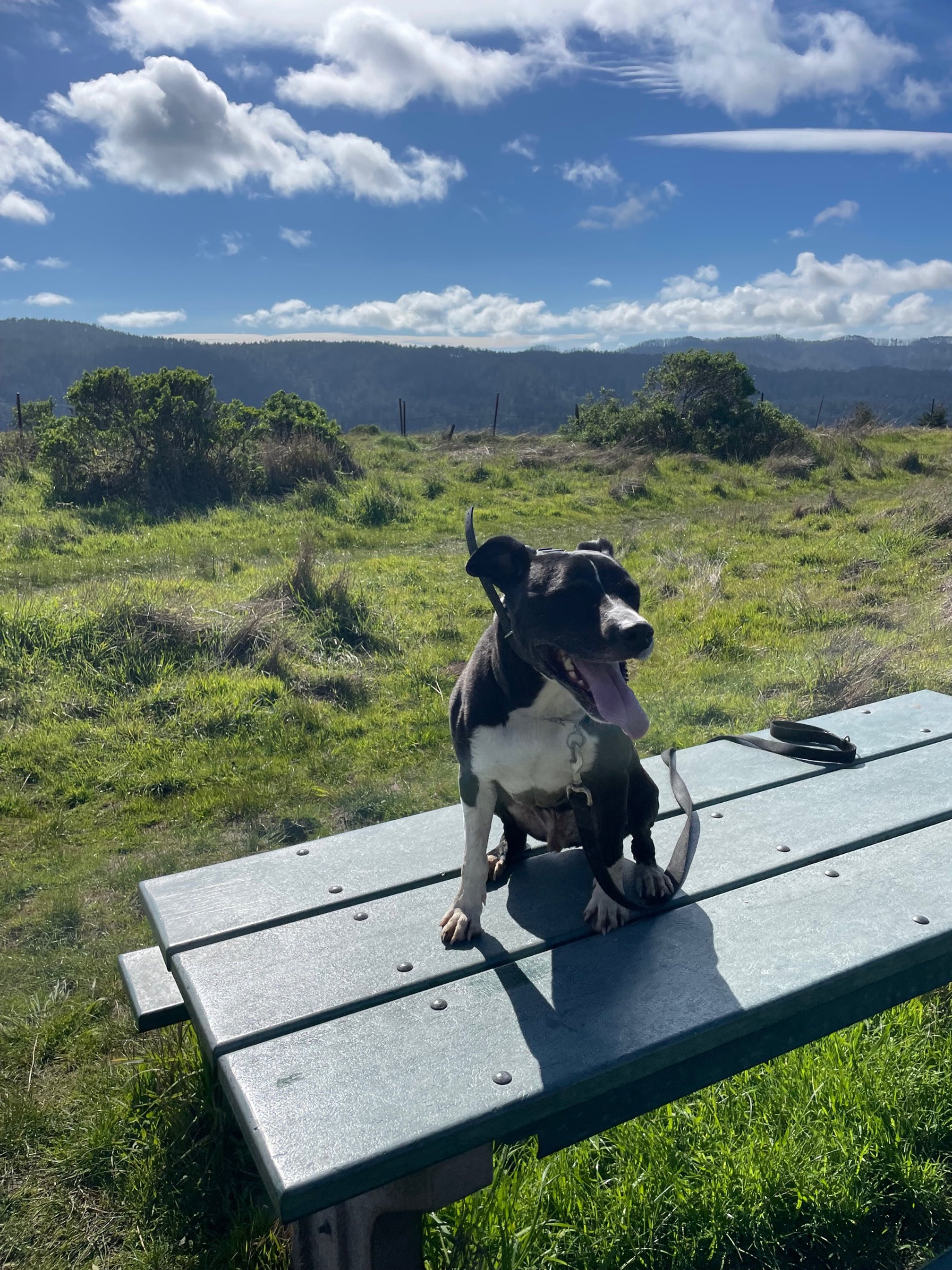  Sad beach dog, happy mountain dog 