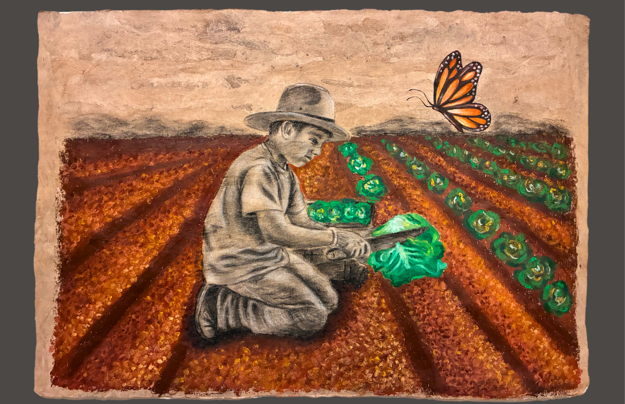 Cosecha de la lechuga