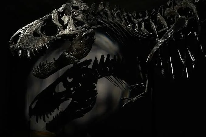 A Tyrannosaurus Rex in Your Collection?

Did you know that some of the world&rsquo;s most iconic dinosaur fossils, including T. rex skeletons, are being acquired by private collectors? &ldquo;Stan,&rdquo; a nearly complete T. rex, sold for a staggeri