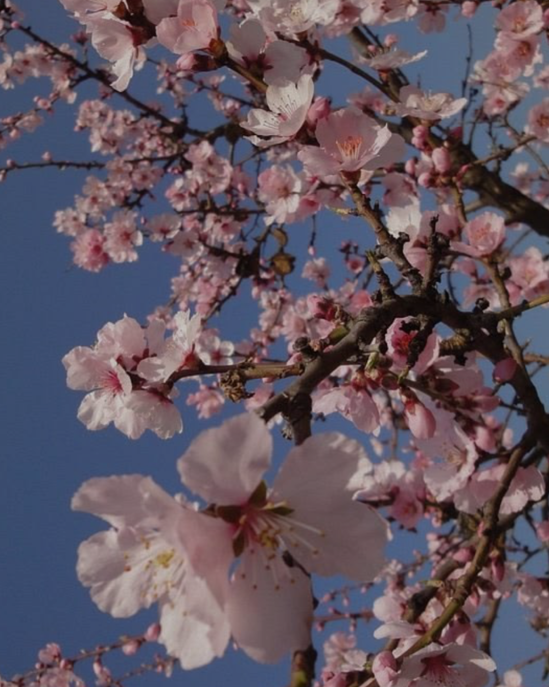 Cherry Blossom Flower Essence | Inner Child