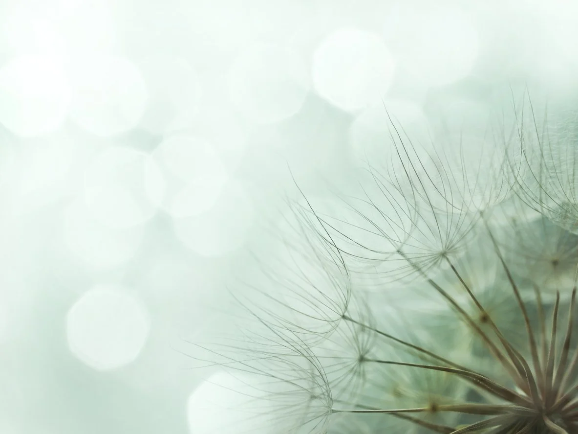 dandelion puff with a blue background