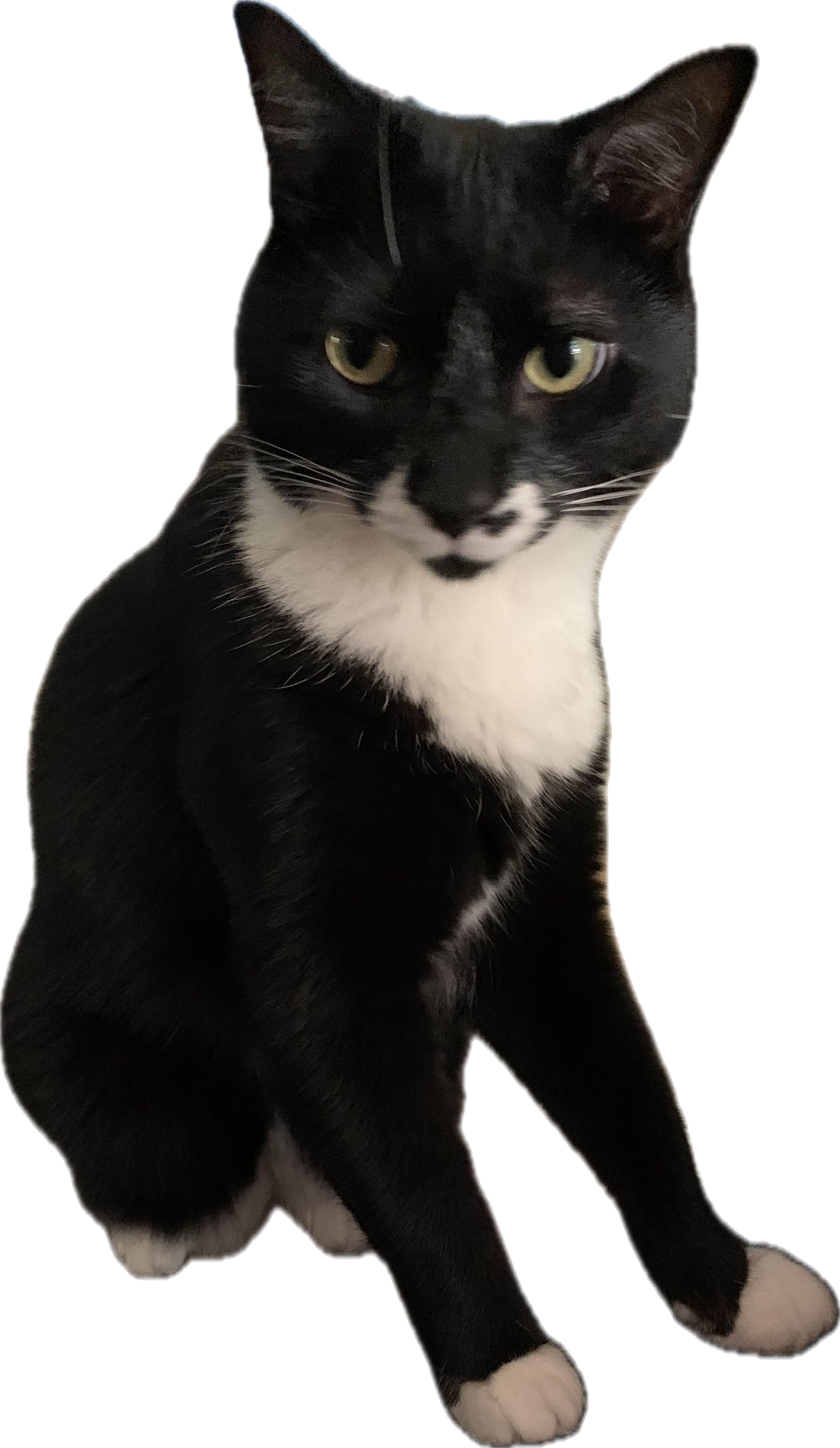 Black and white cat with yellow eyes sitting on a white surface, looking at the camera.
