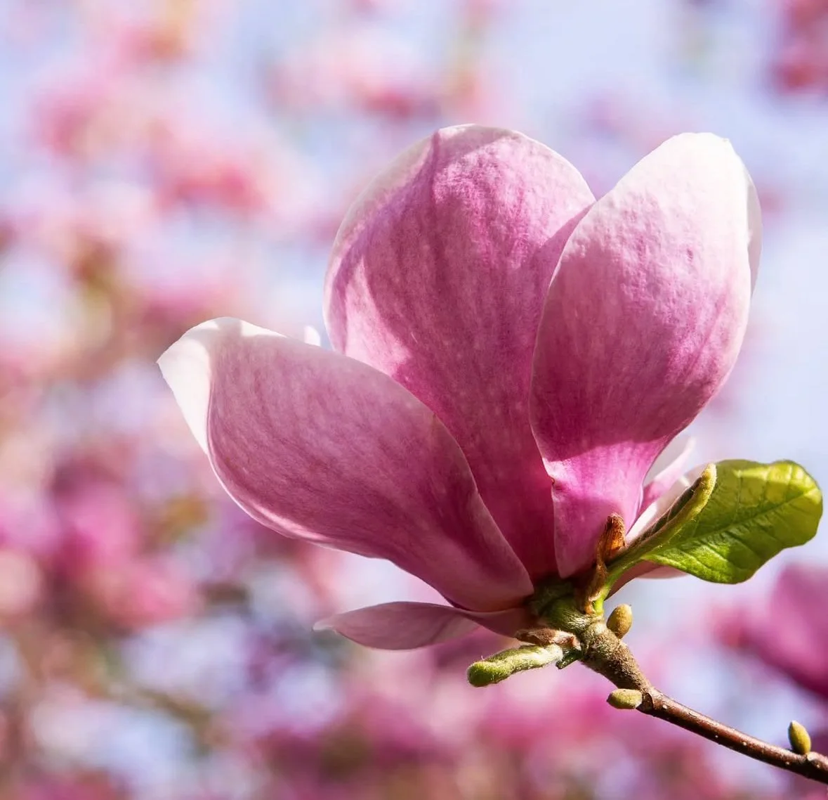 6-Week Herbalism Intensive: Spring Medicine Making Circle