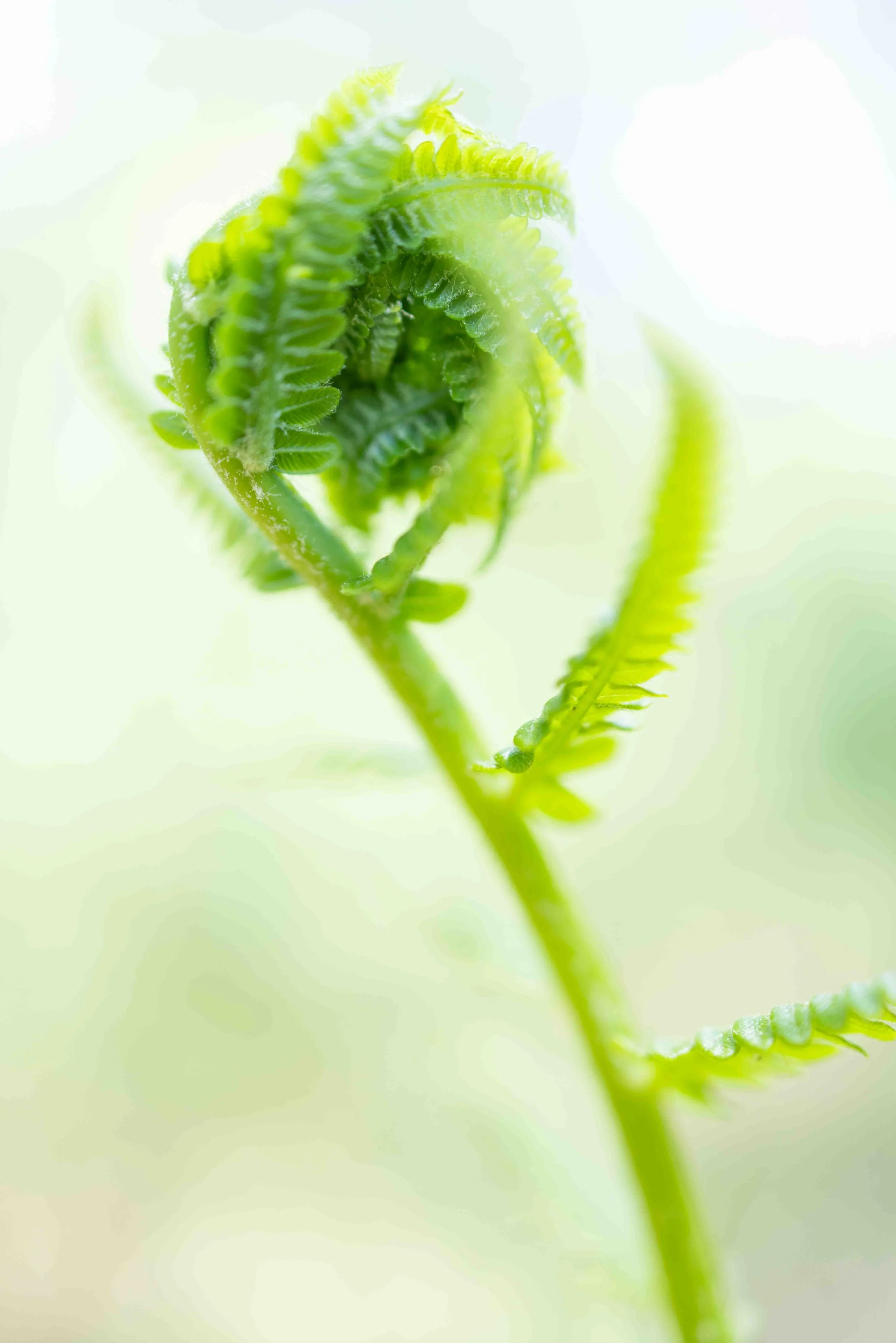 Spring_Green_Furled_Fern.jpg