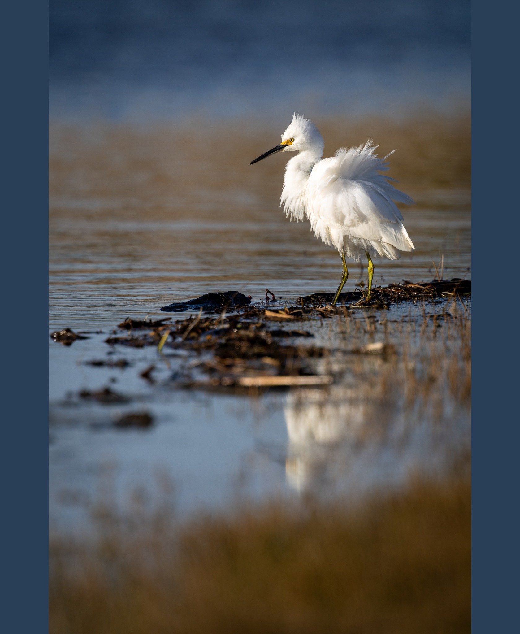 Point Reyes Egret
I'm putting together a little slide show for a speaking engagement and always come across so many photos that I love! It's funny, going through ALL the photos is a little depressing because I play around a LOT and have MANY bad im