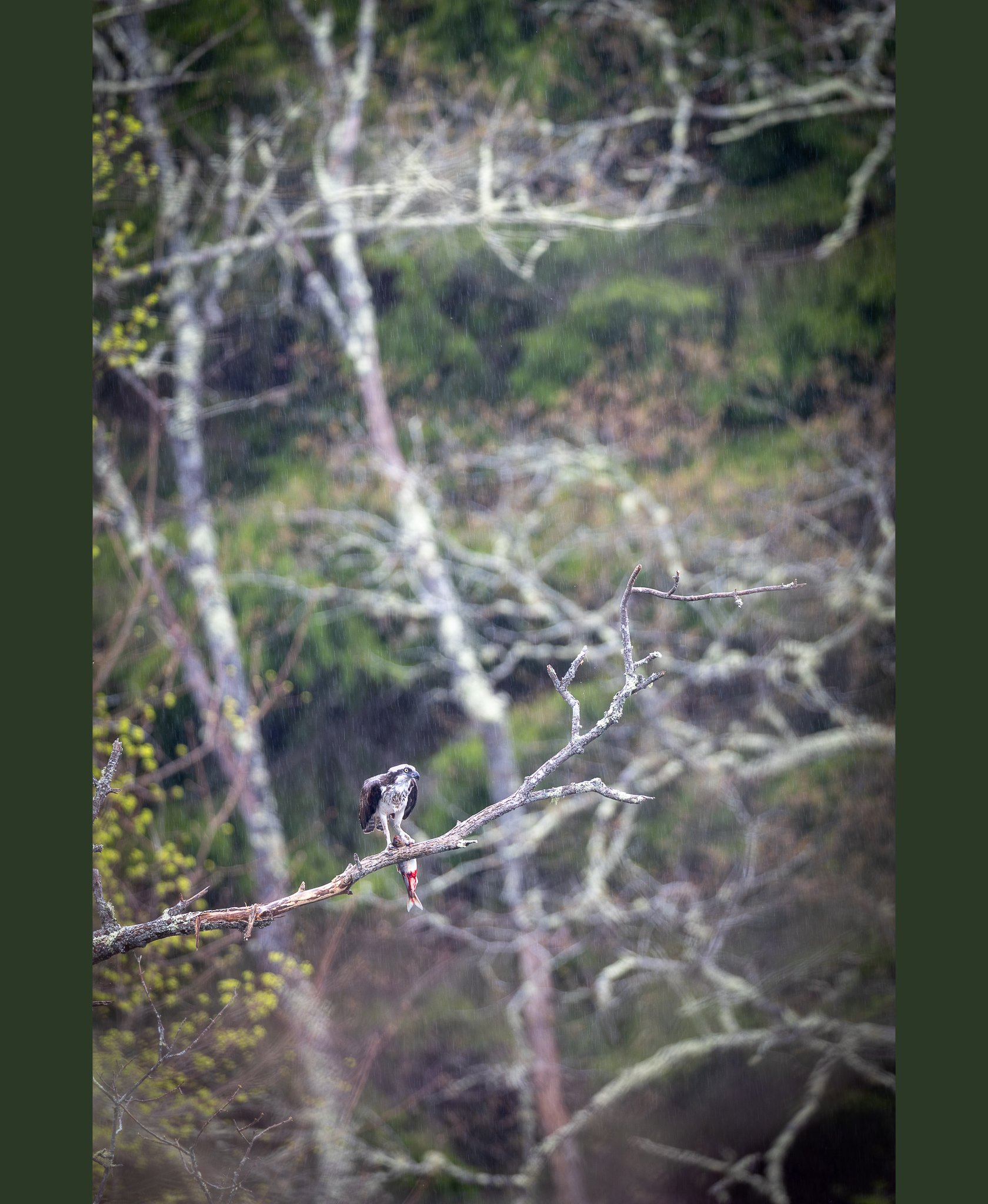Lunch Break In The Rain
In coastal Maine, spring brings the return of the alewives - I would say it's one of my favorite times of the year, but it seems every time of the year is my favorite in Maine!
This male osprey has just caught a fish and tak