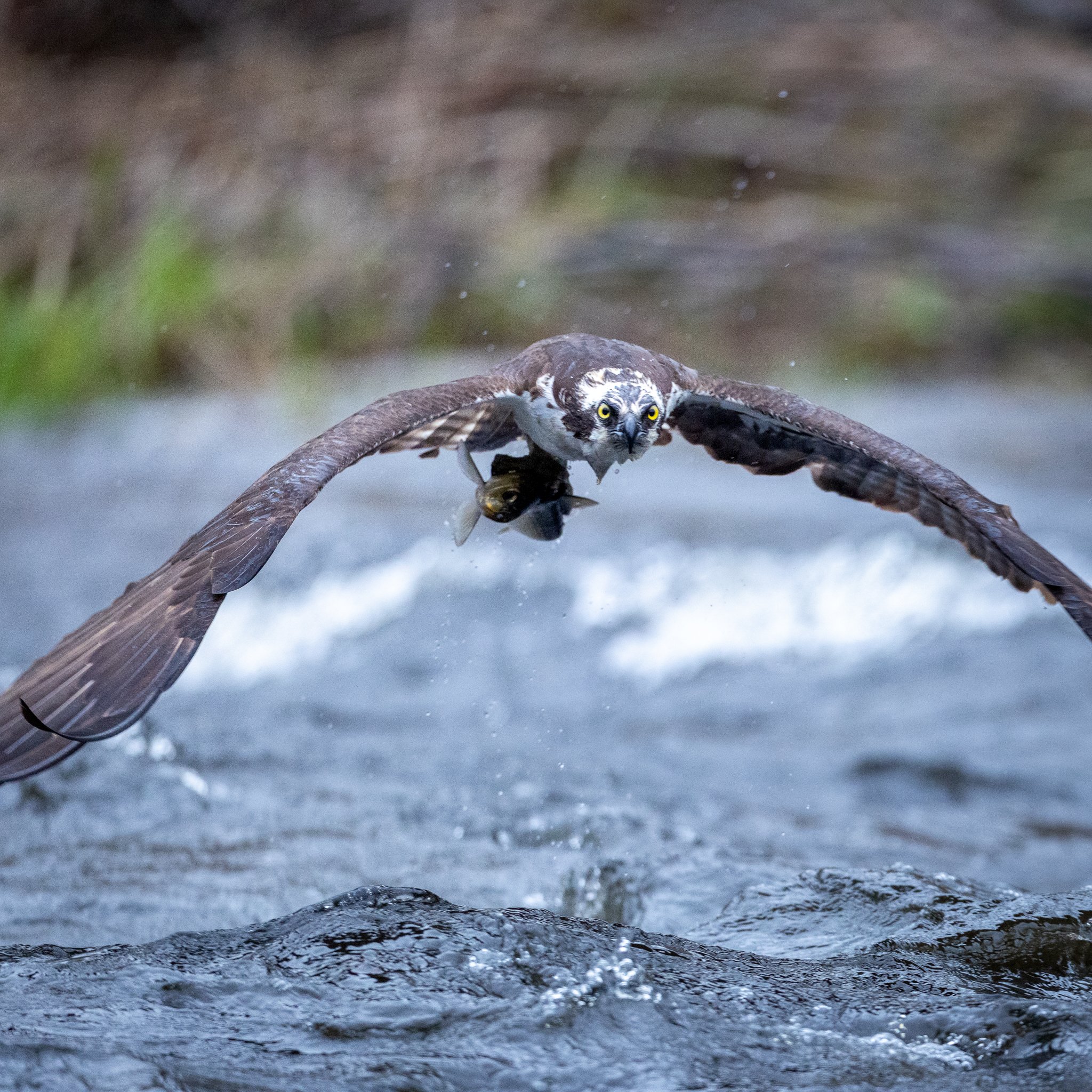 FAST FOOD
Osprey coming in HOT!
This fella just took advantage of the alewife run here in Maine to get a quick meal for his girlfriend back on the nest!
Canon R5 Mark II and Canon RF 600mm f/4
