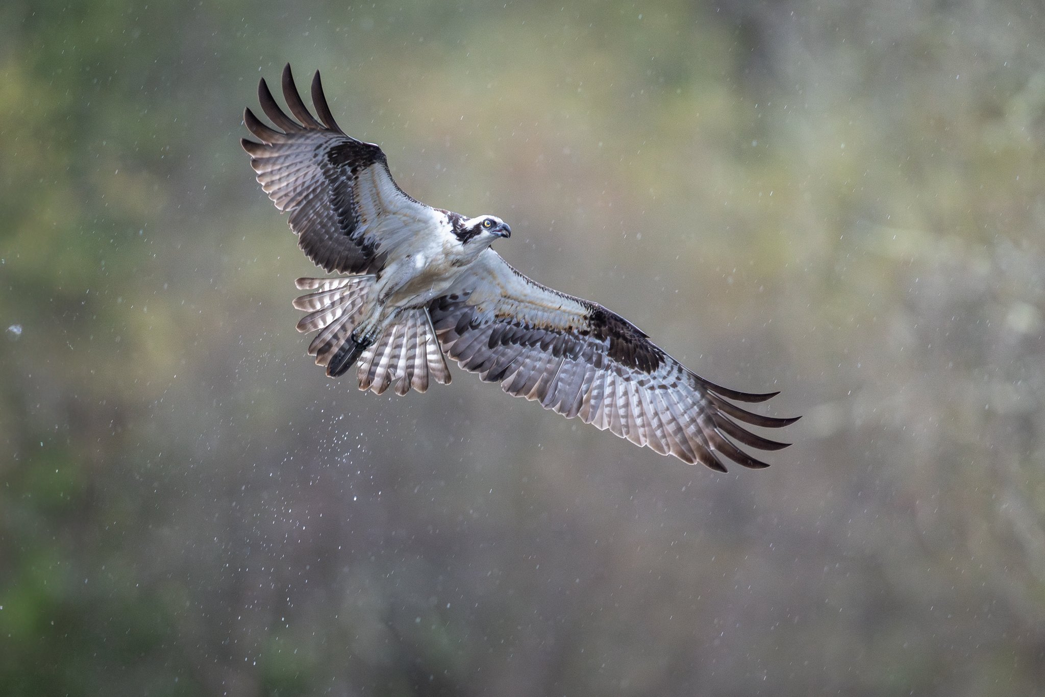 SWING AND A MISS
This fella dove for an alewife, but came up empty. Made for a pretty picture, though!
Canon R5 Mark II with RF 600mm f/4
Exposed for 1/2000 of a second at f/4 and ISO 8000
Cropped a smidge and run through Lightroom Denoise to add