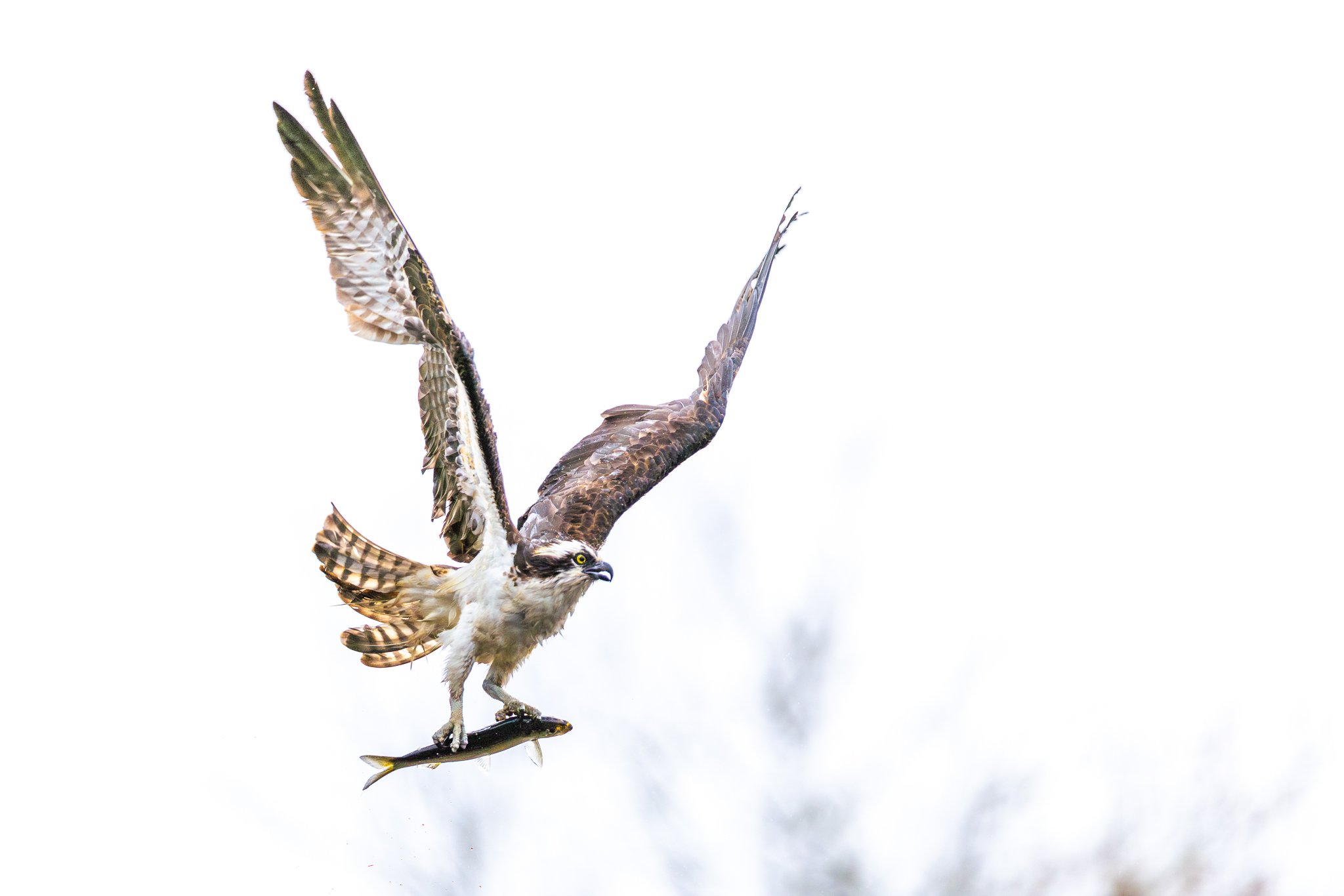 SHAKE IT OFF
After taking a dive the osprey get a little height, then real quick do a shake like your dog to get the excess water off.
This fella still looks a looks a little shaggy after his shake.
Canon R5 Mark II with the RF 600mm f/4