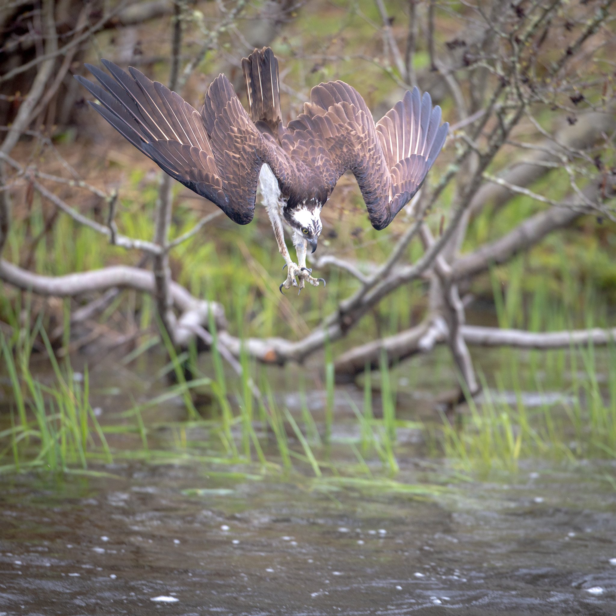 DIVE IN HEAD (AND FEET) FIRST
This is the only photo I got of a dive - it's a tricky task following their dive as they jig a little as they track the fish and then to keep the focus as you're zipping past tree limbs - its tough!
But I vow to keep p