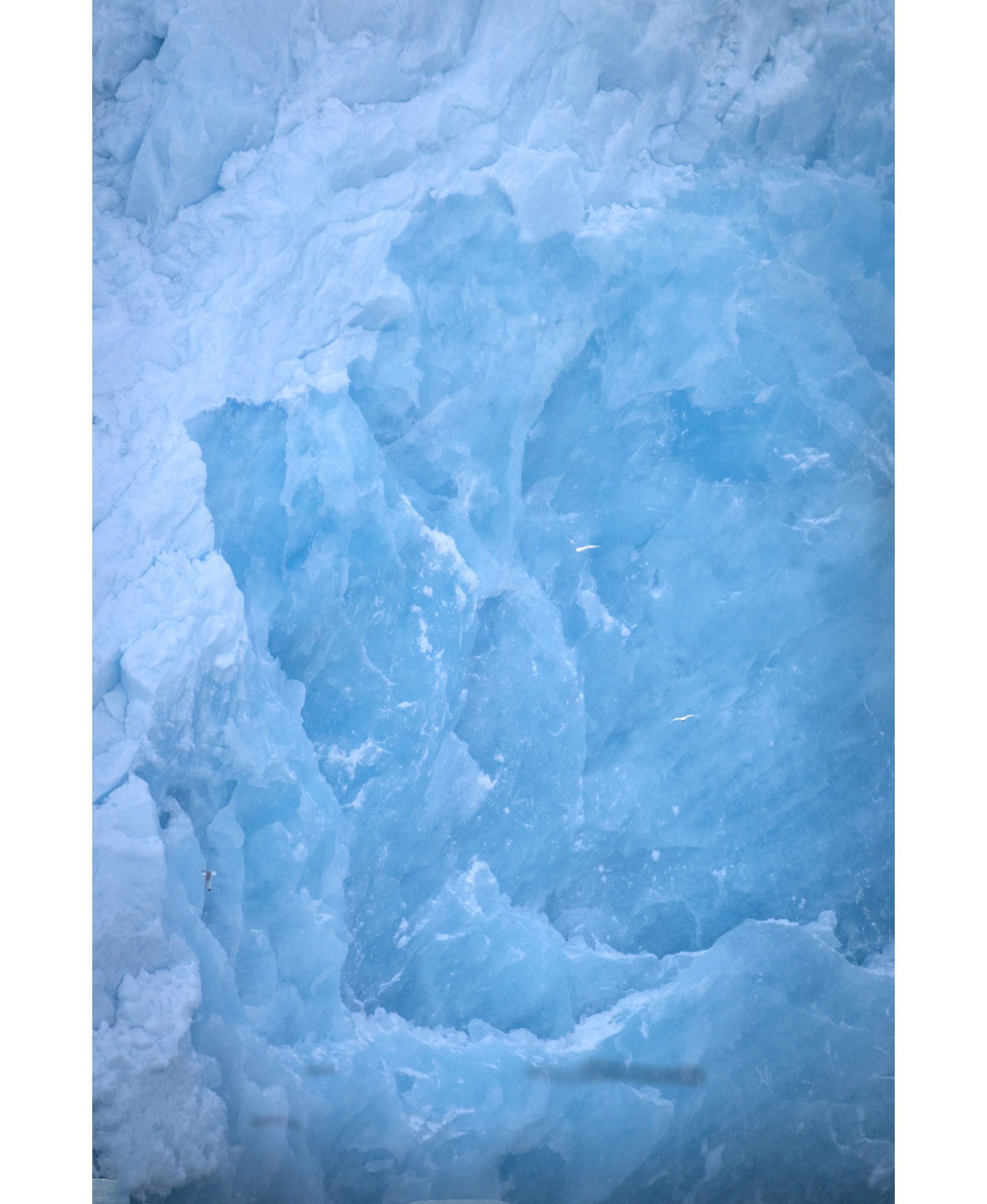 Exposed
This area of a glacier had just calved - meaning large chunks of ice had just broken off and crashed into the sea below exposing the ancient ice behind it.
When this happens birds often flock around because the ice can stun the fish making