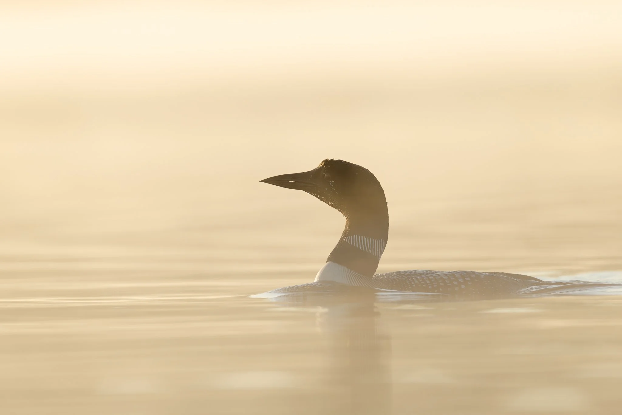 Morning Light
Sliding through the mist on the still, still pond this morning.