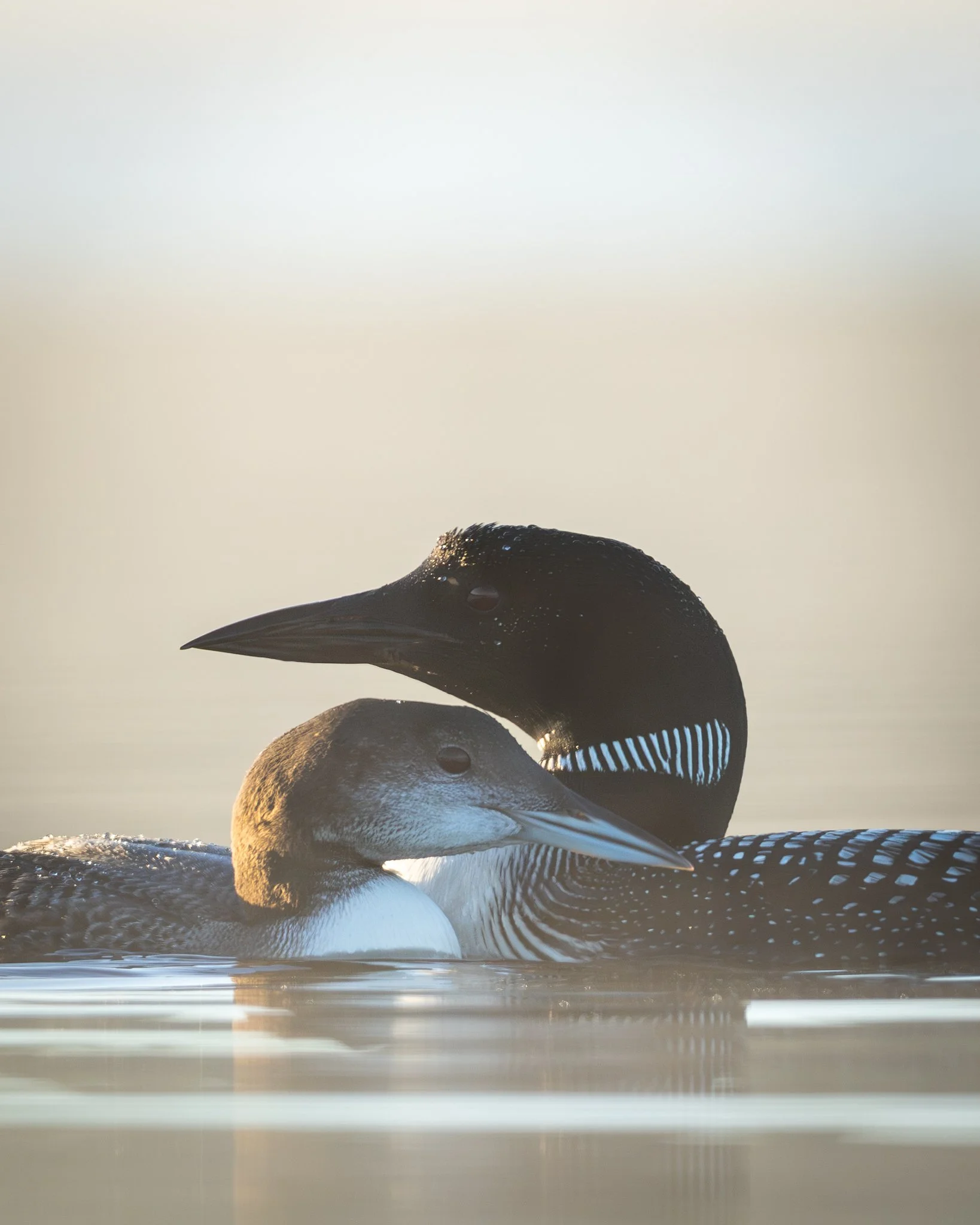 Morning With the Loons
SUPER excited with this morning's outing! I came back with a stunning image of mamma and baby that will go in my calendar!
Here are a few of the other fun images that won't be making it to the calendar.
Watching Junior wi