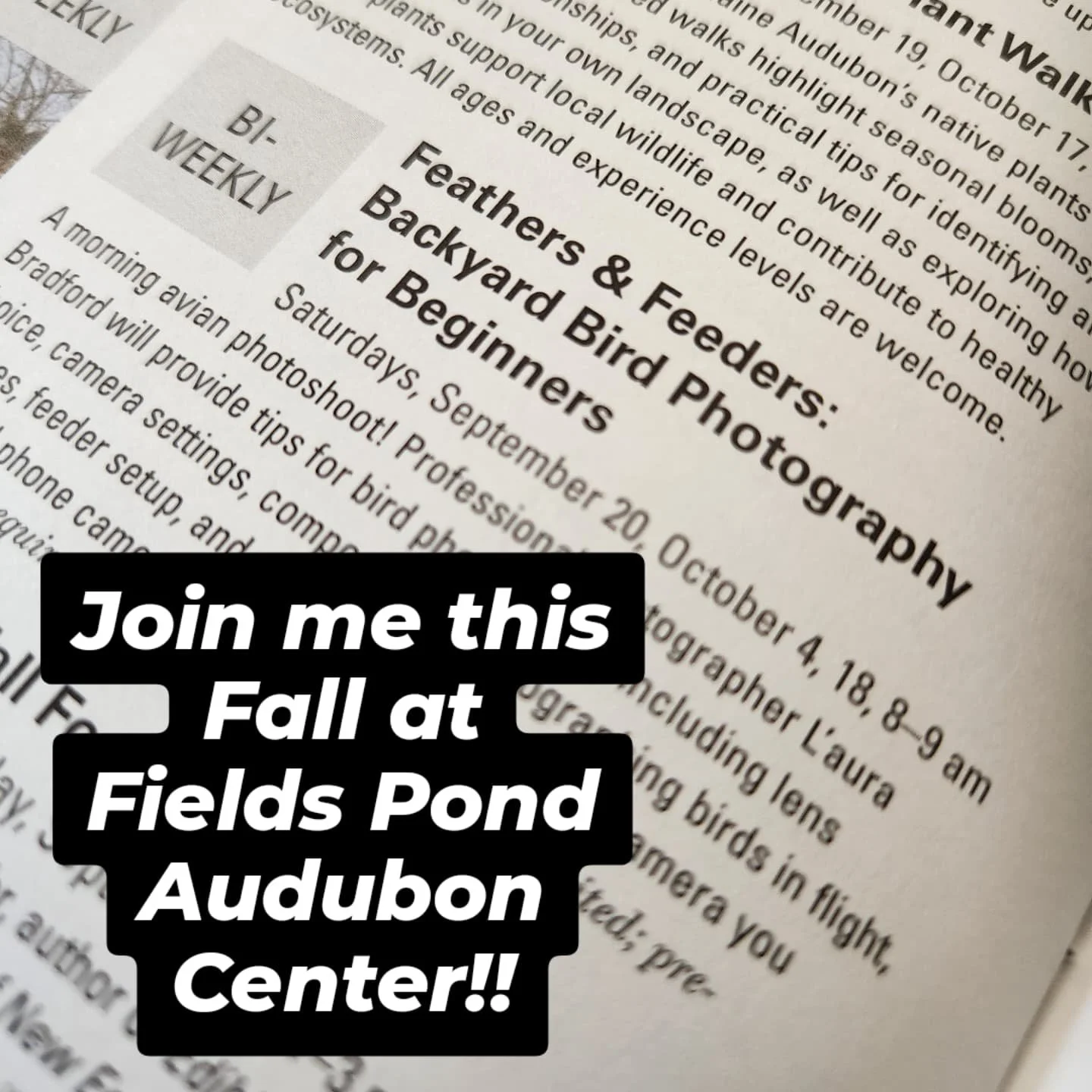 Join me this Fall at Fields Pond Audubon Center for two events I'm leading!
Feathers & Feeders: Backyard Bird Photography for Beginners
- Sept 20, Oct 4, 18
Photographic Reflections: Autumn
- A 4 week photo project workshop on Tuesdays Sept 23,