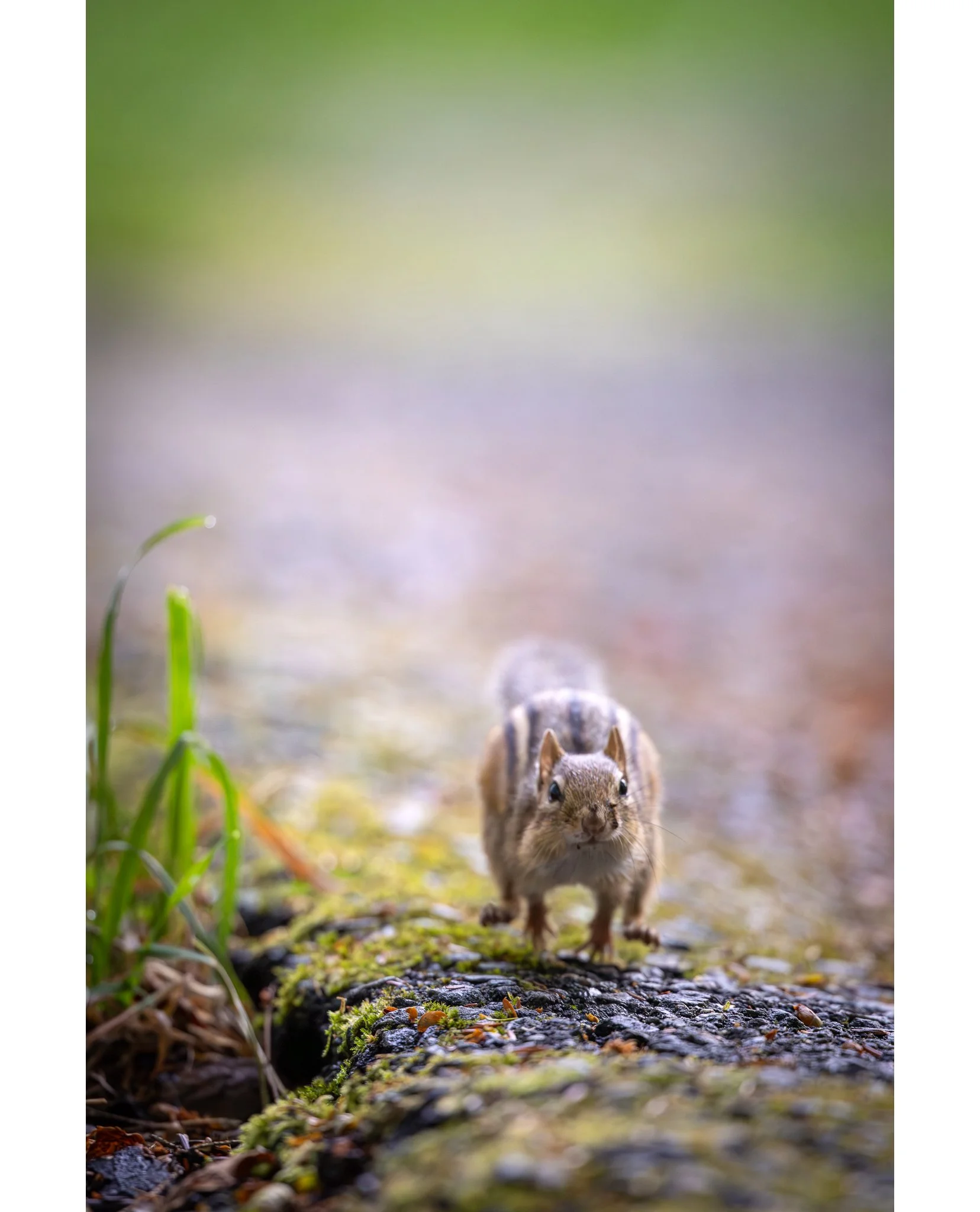 Chippie Stampede!

Stopped by Fields Pond this morning to confirm all was well for tomorrow's Feathers &amp; Feeders event and was almost run over by this little guy!