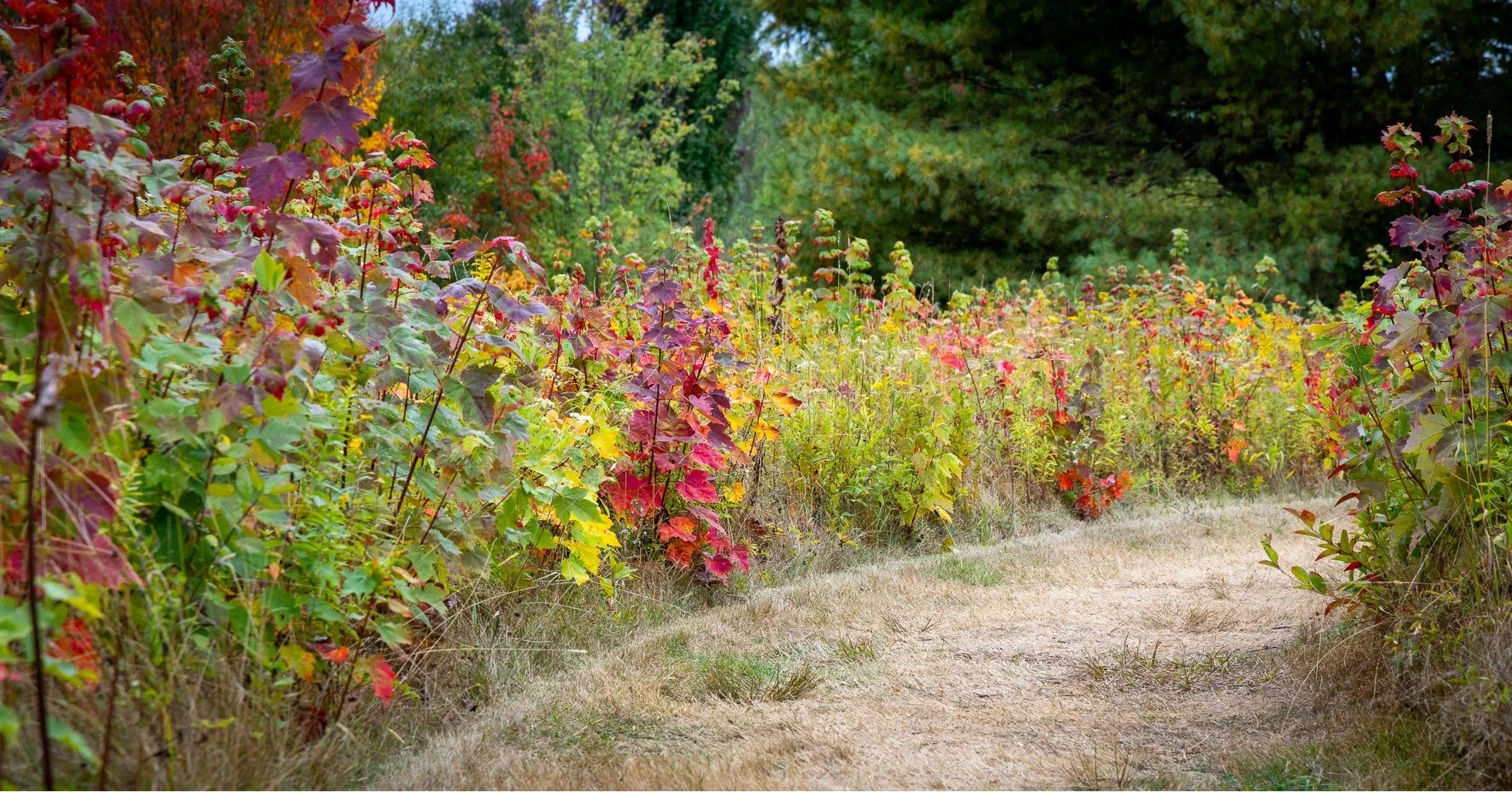 AUTUMN PATH

Many thanks to Laura, one of the participants in the Fields Pond Photographic Reflections series for pointing out this great composition!!

I can't decide if I like it better with a little sky or without.  Can't wait to go back next week