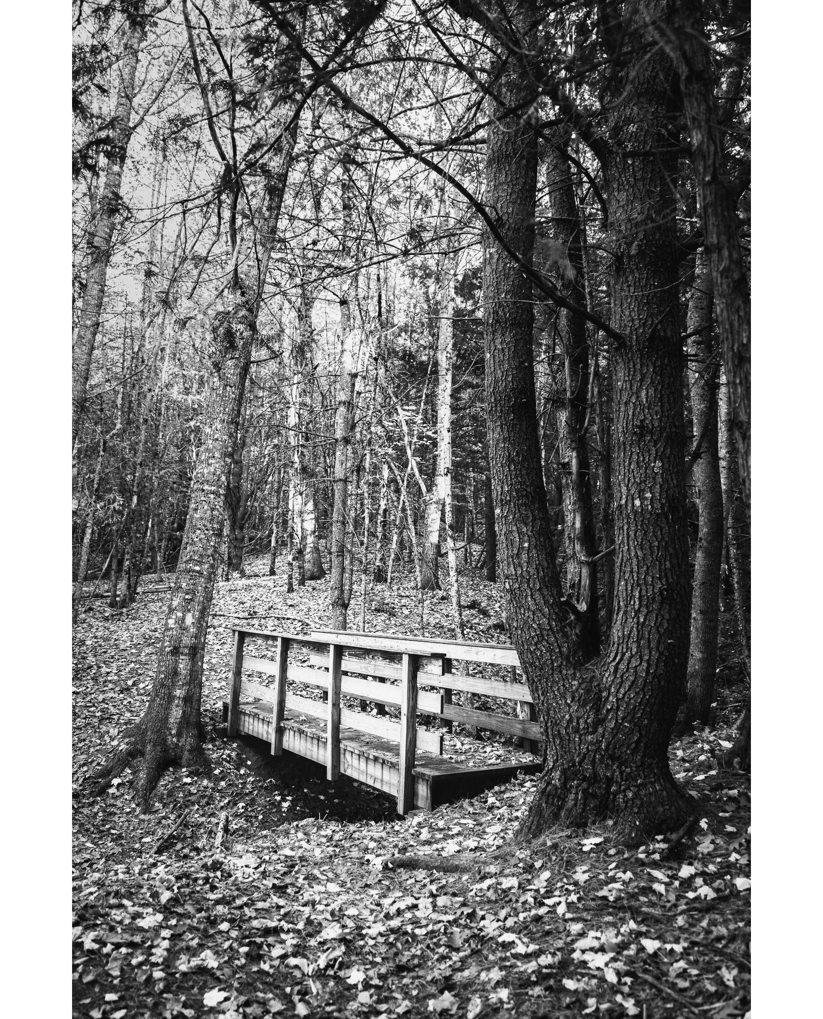 Photographic Reflections:  Autumn
Week 2

We had another fun day at Fields Pond on our photo walk!  I LOVE getting to spend a couple hours talking photography with folks and seeing what everyone comes up with.  Many thanks to Laura for pointing out t