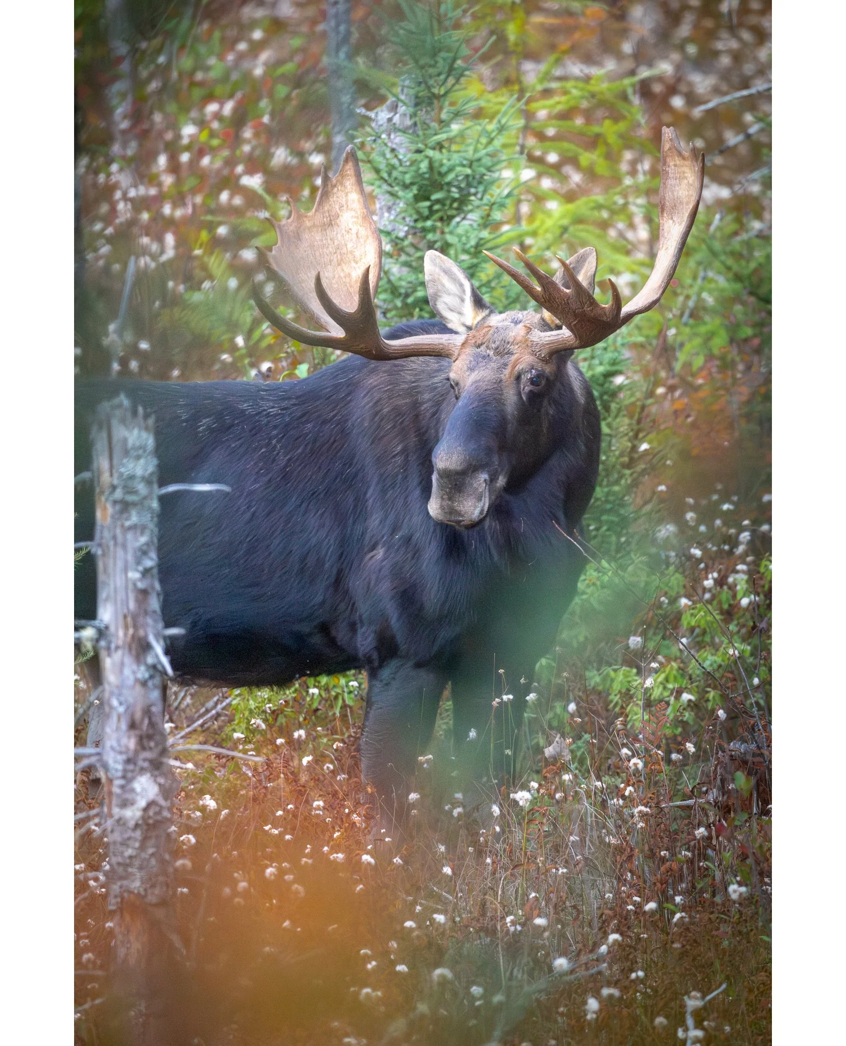 AUTUMN

Not sure I could create an image that epitomizes Autumn more than this!

This beautiful boy was hanging out with a gorgeous girl in the safety of Baxter State Park yesterday.  Several photographers gathered around and before wandering off wit