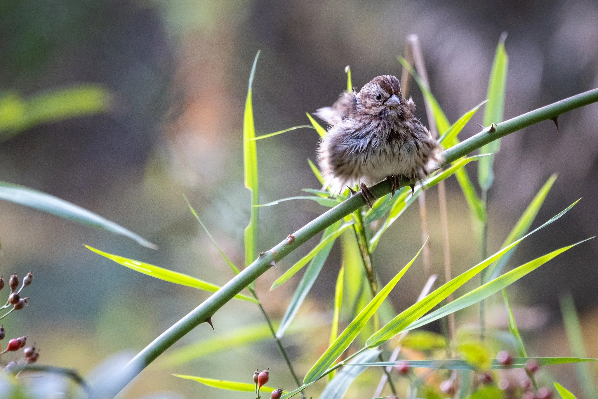 More Fun with Feathers and Feeders over the weekend!

Fields Pond Audubon Center