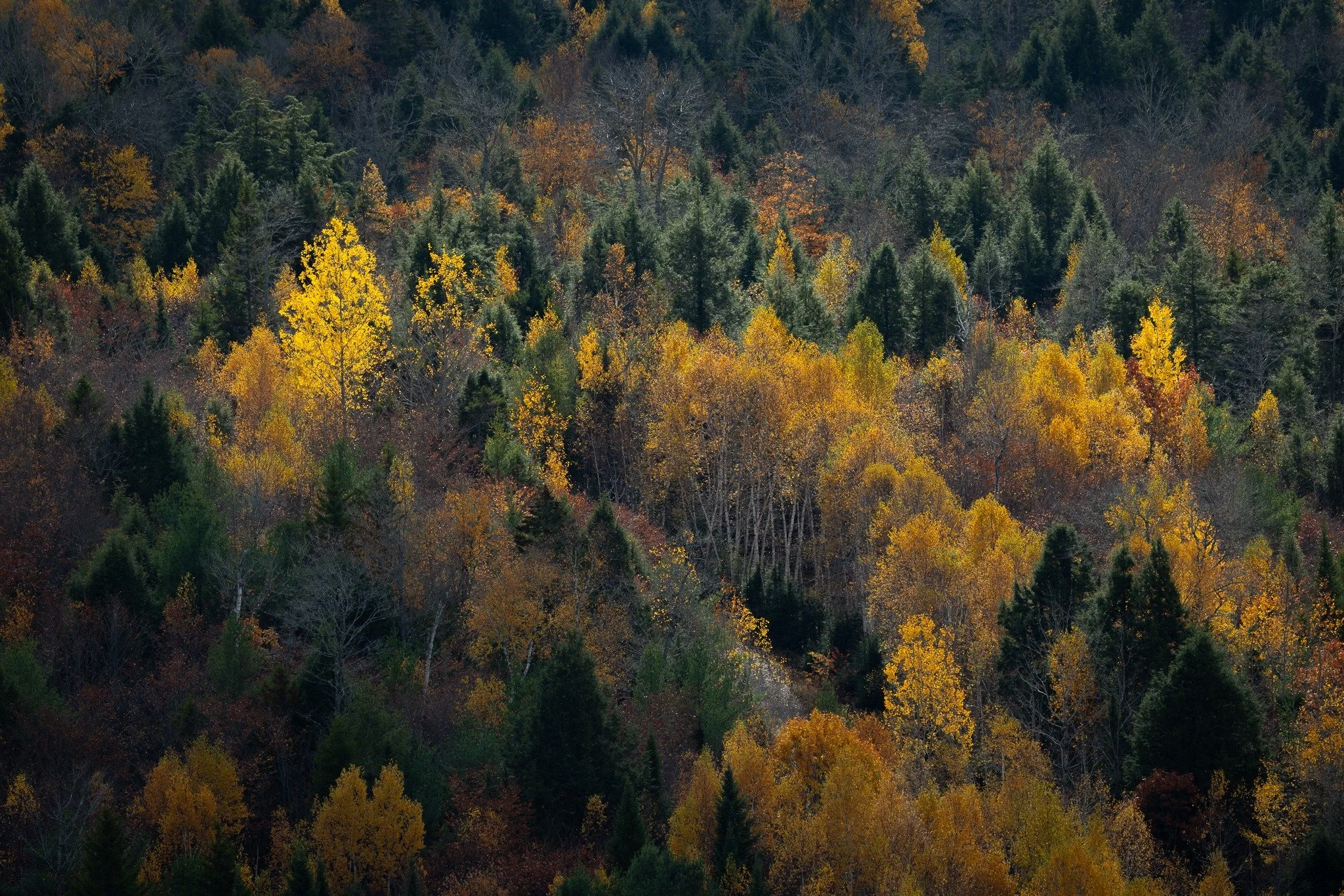Just a couple more from my Amherst hike the other day.  I have to thank @awoodworthphoto for telling me about this spot!  It's a great hike that brings you out on this great little mountain overlooking the valley.  So much fun sitting there following