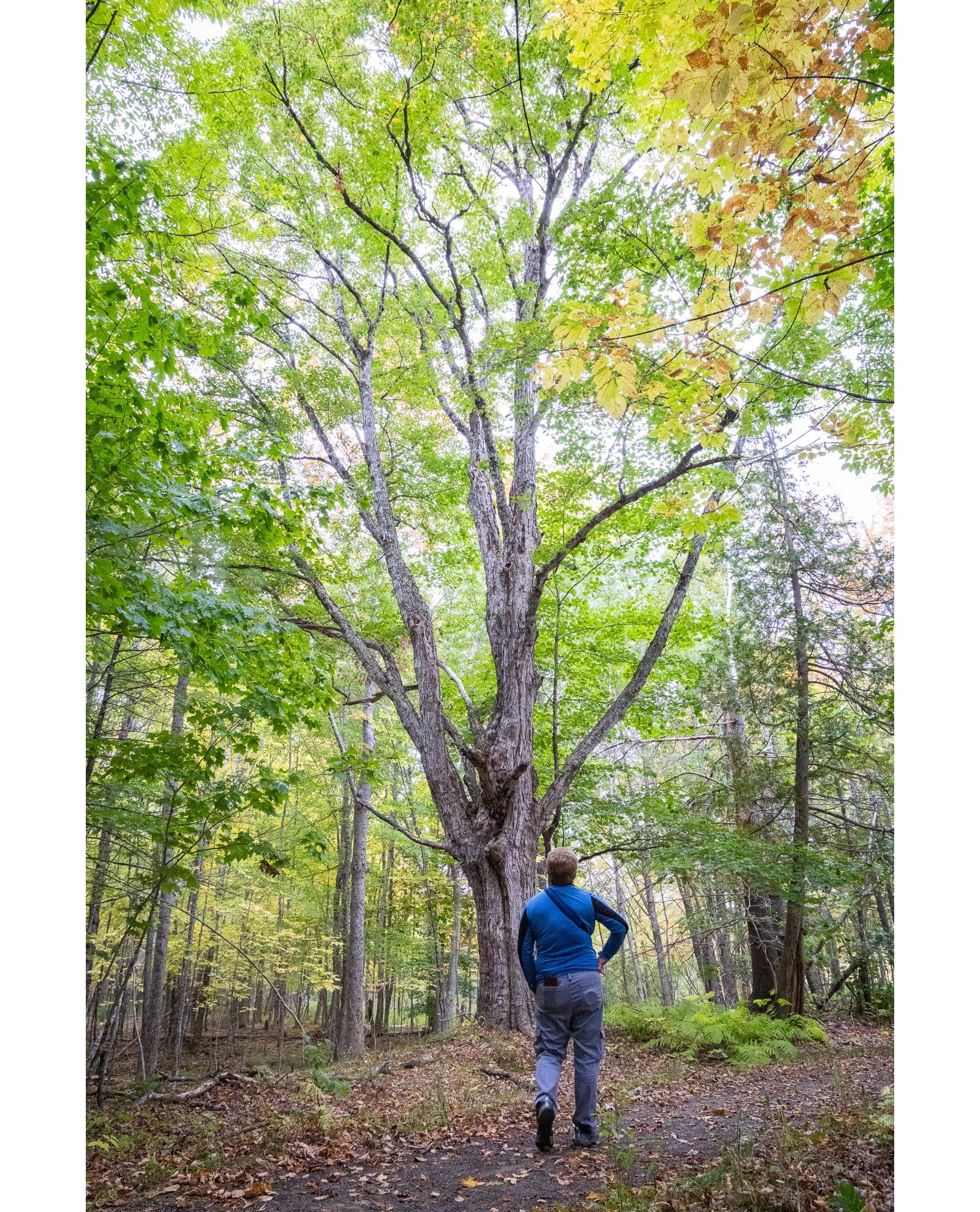 Photo Reflections:  Autumn

This Fall I lead a workshop for Fields Pond Audubon Center where we went out with our cameras 4 weeks in a row, following the same path, to document the season's change.

This is one of my favorite sets of the program.

Th