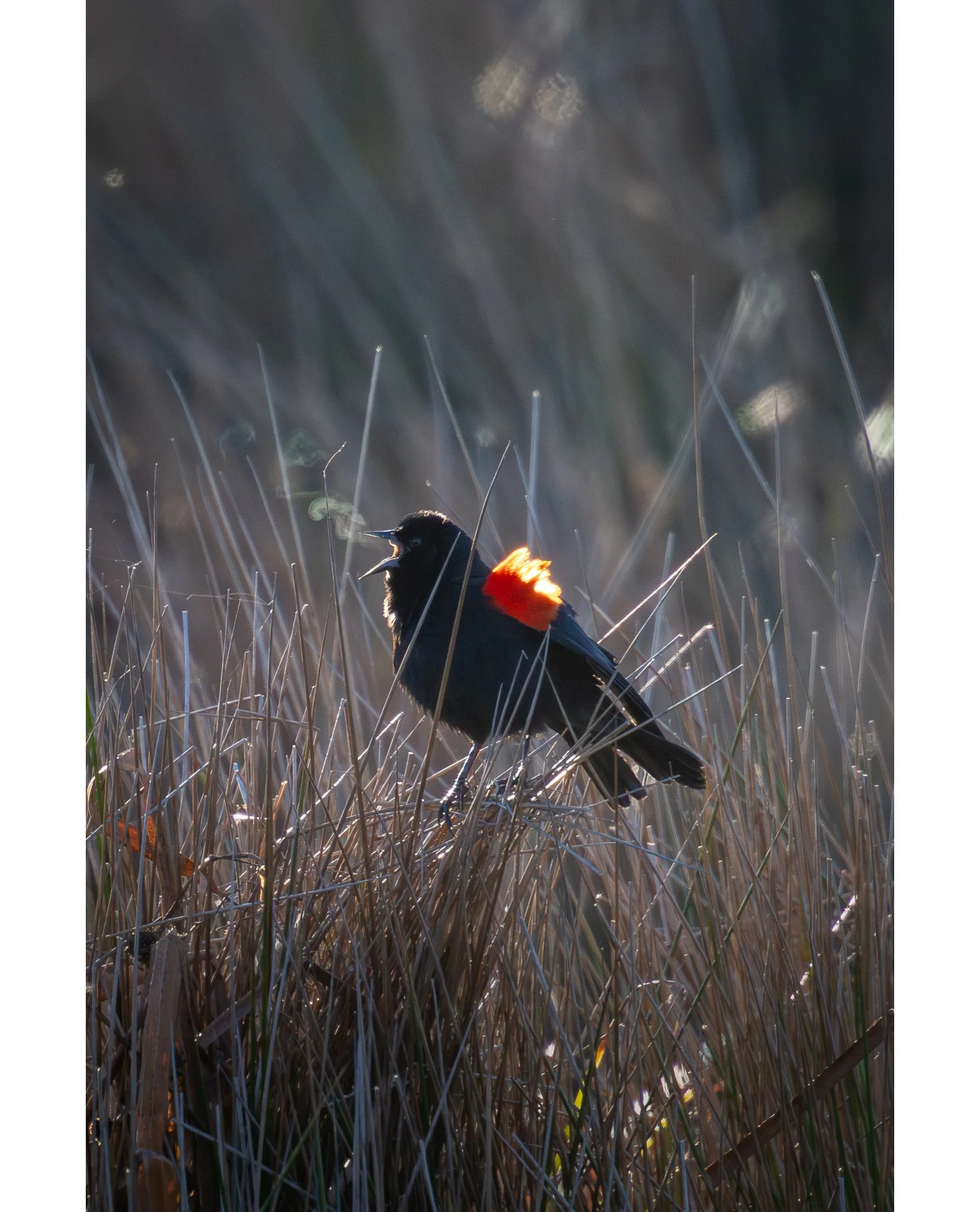 THE THREE PILLARS OF NATURE PHOTOGRAPHY

I notice when we talk about creating great images, we focus on two areas: the TECHNICAL side (shutter speed, ISO, exposure) and the ARTISTIC COMPOSITION (how we frame the subject, use light, and balance the sc