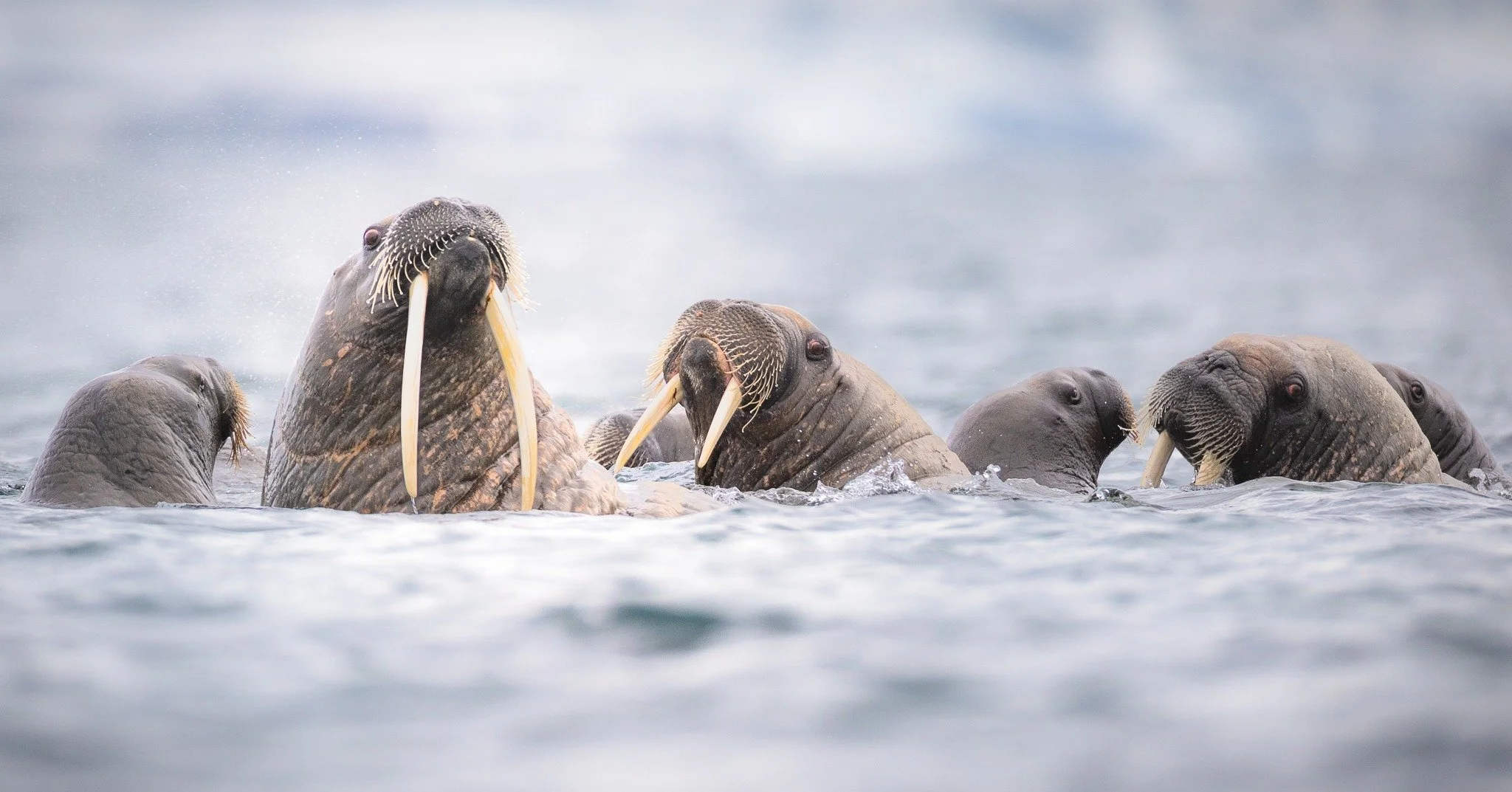 CALENDAR ON SALE NOW!
Link in Bio

I've shared some of the images that DIDN'T make it into the calendar, but thought I'd share one that did.  This first one is what made the front cover and I just love the story behind this image. 

That big tusker i