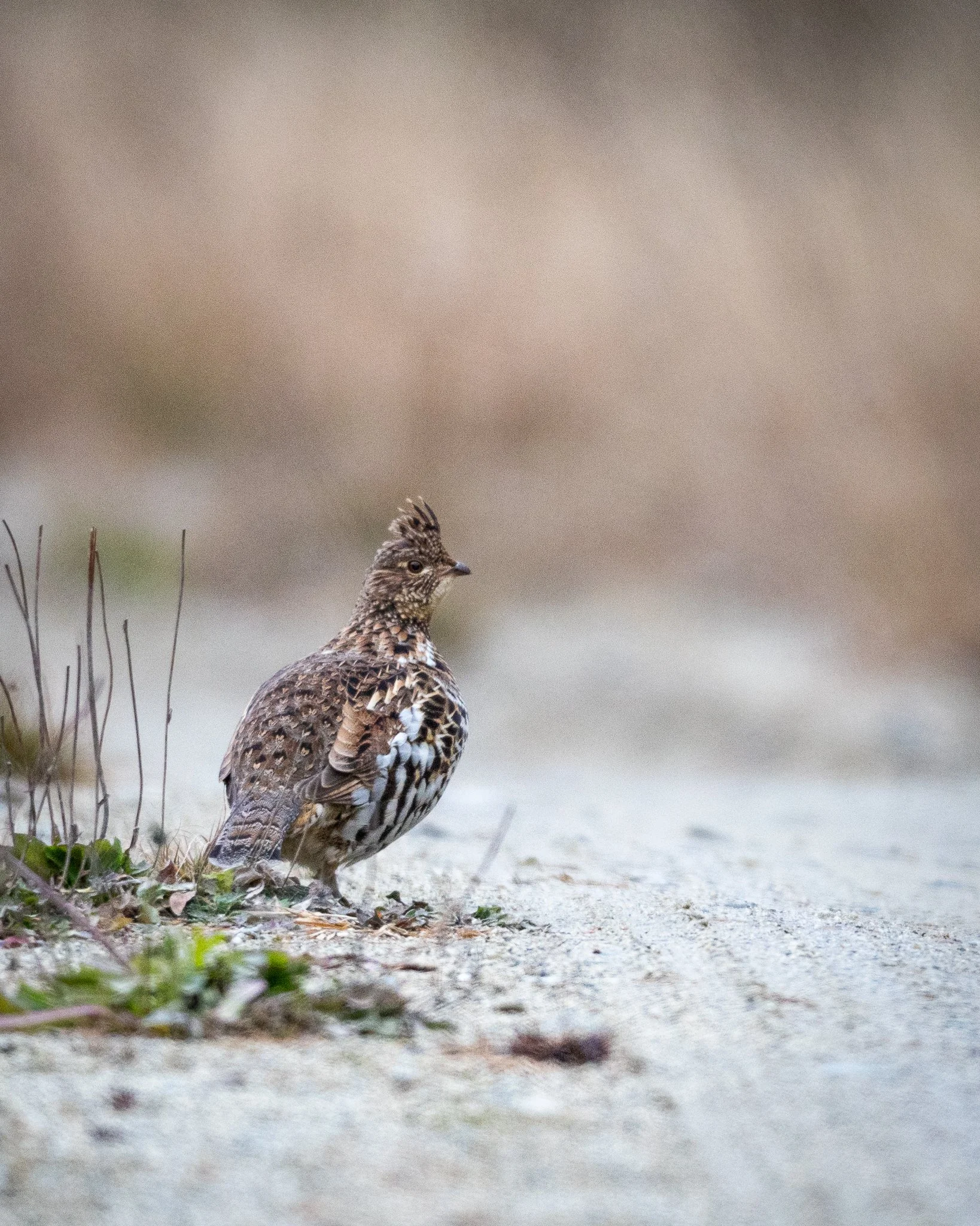 LATE AUTUMN FEATHERS 'N FUR

Cheryl B's Photography and I went for an afternoon moose ride yesterday and had a wonderful time!  Mostly because we chatted nonstop, but also because we got to see this little ruffed grouse and this cow moose!

We also s